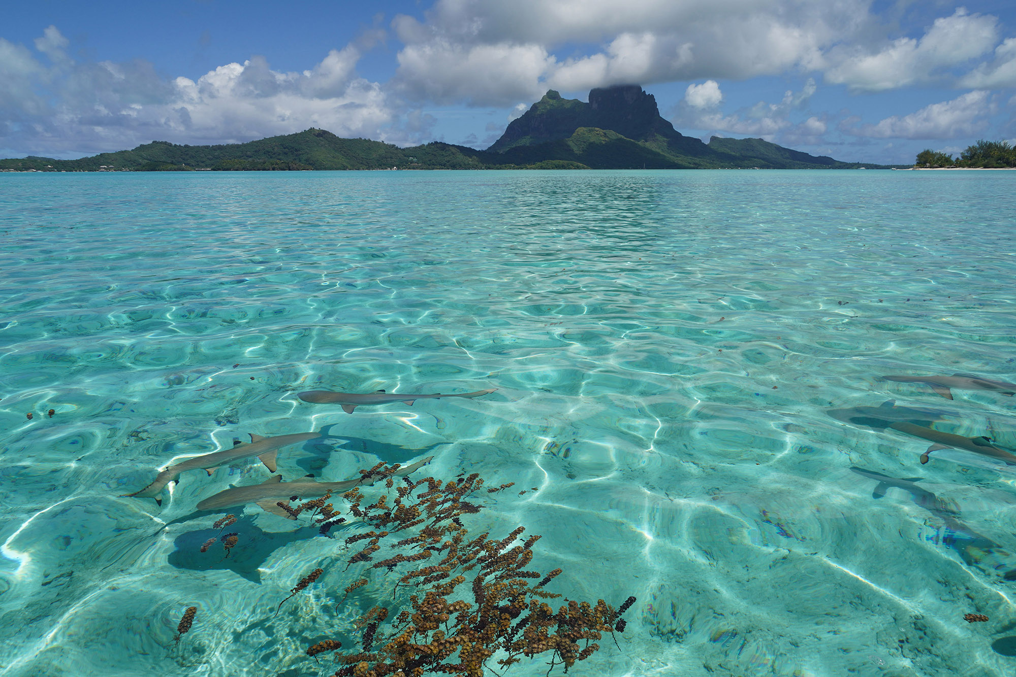 Requins à pointe noire - Ile de Bora-Bora