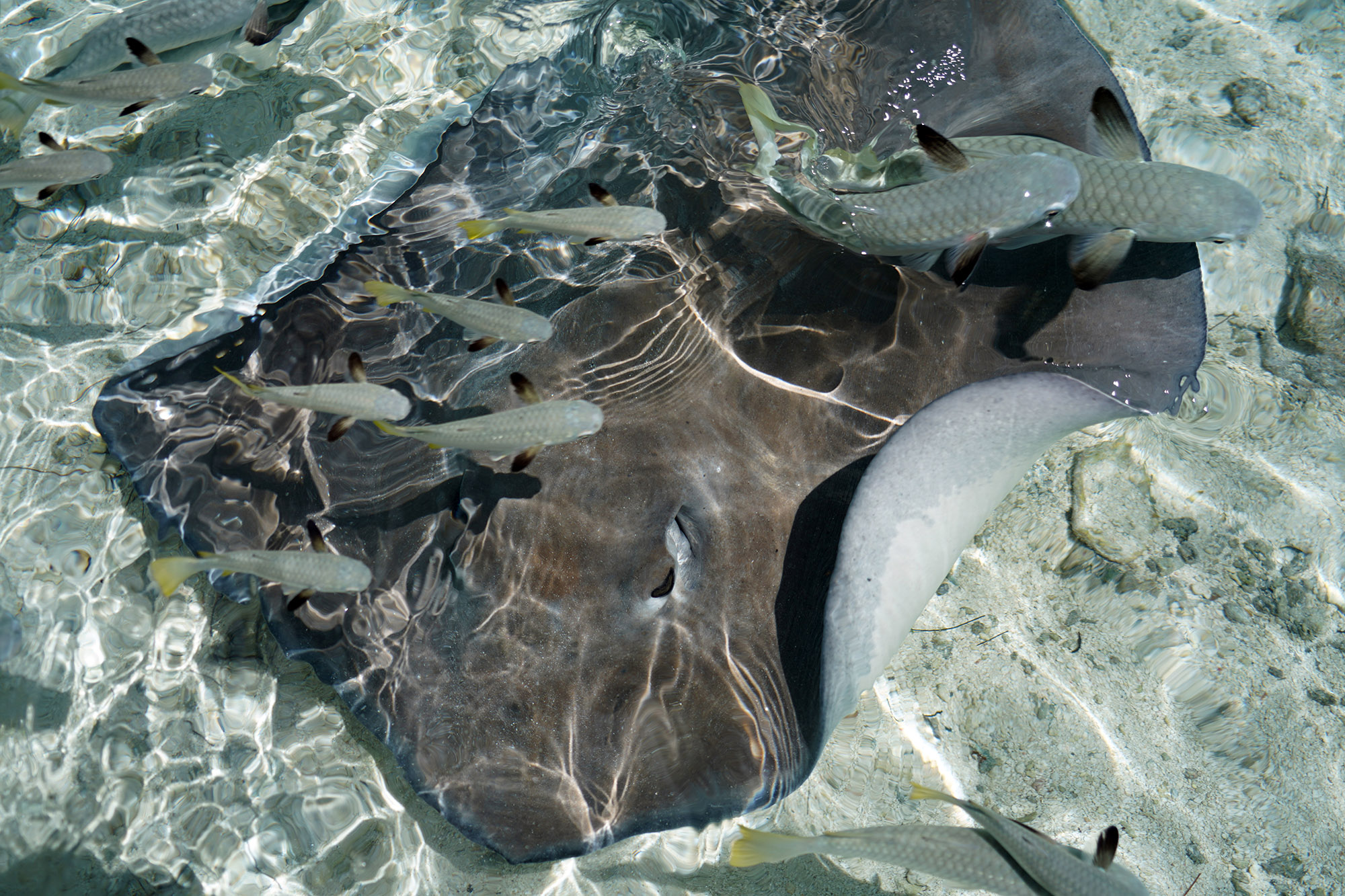 Les raies pastenagues s'approchent