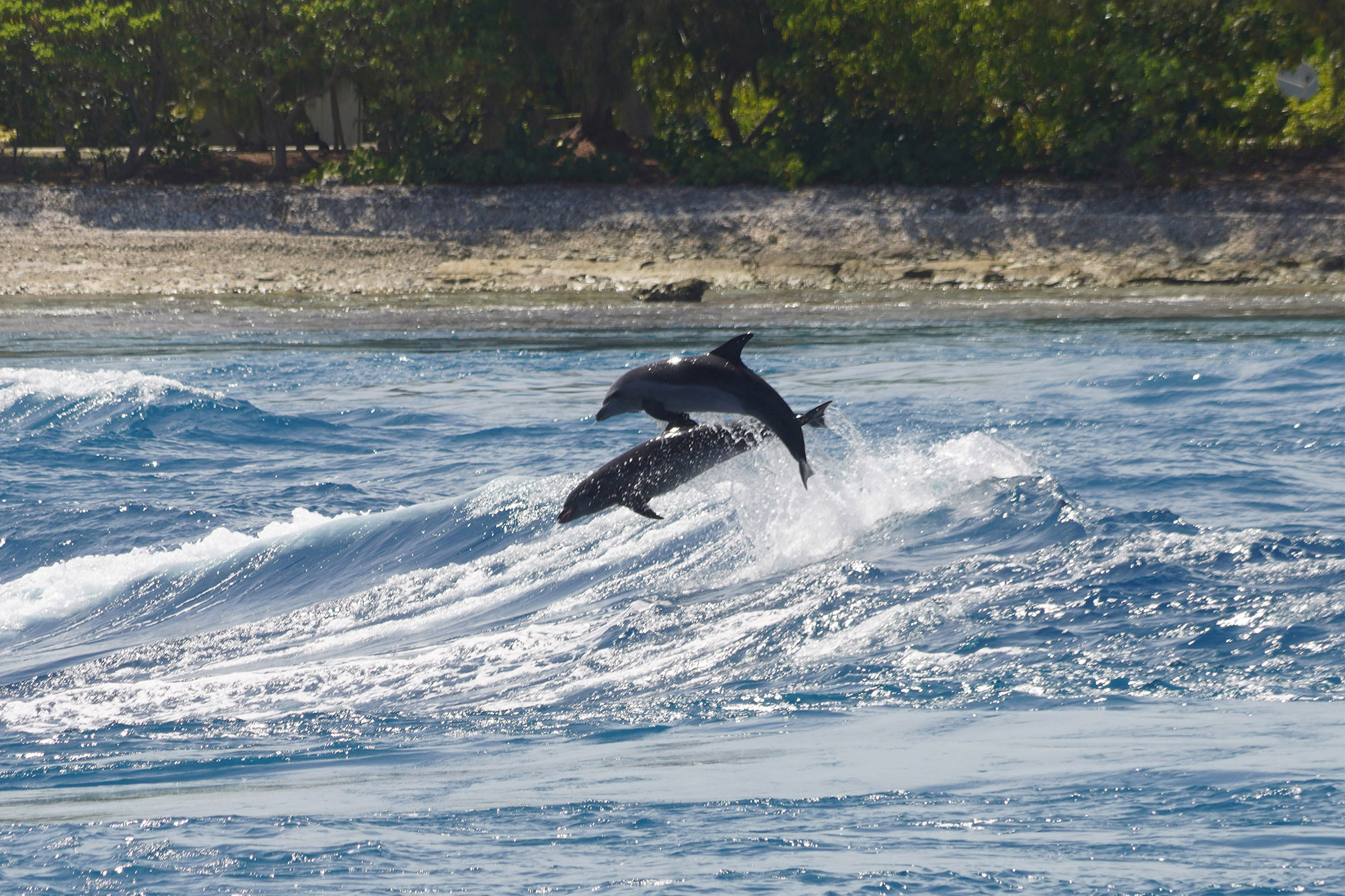 Dauphins dans la passe de Tiputa - Atoll de Rangiroa