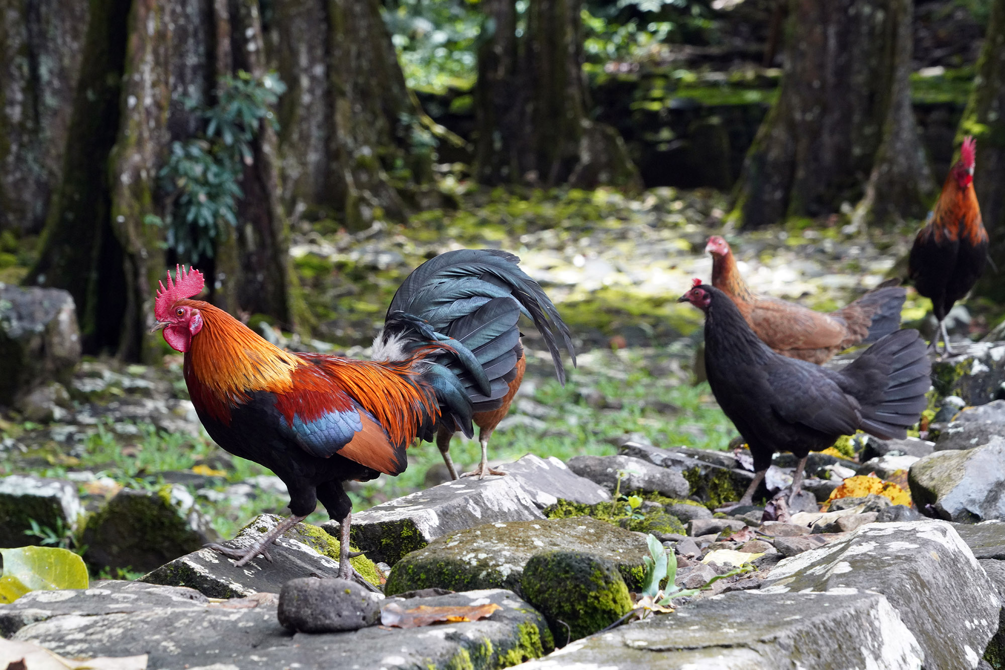 Site archéologique de la vallée d'Opunohu