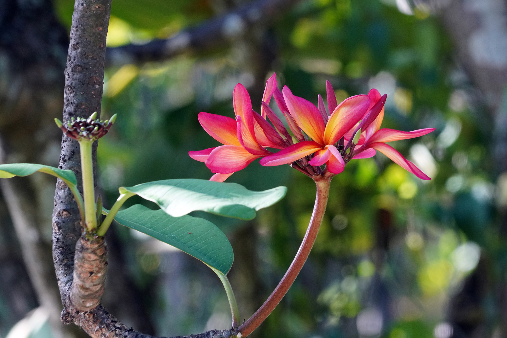 Fleur de Frangipanier rouge