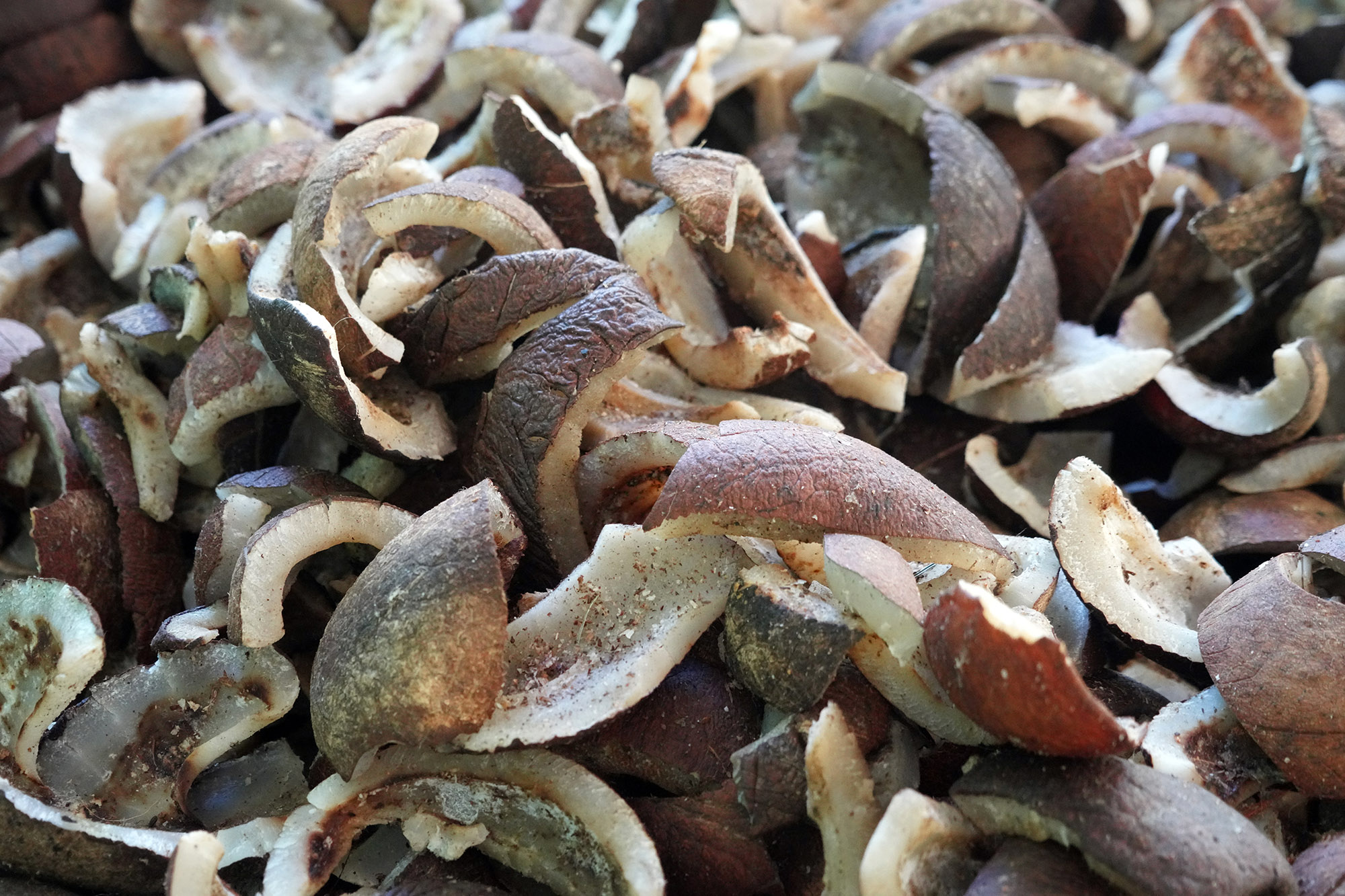 Coprah séché, seule ressource des la famille