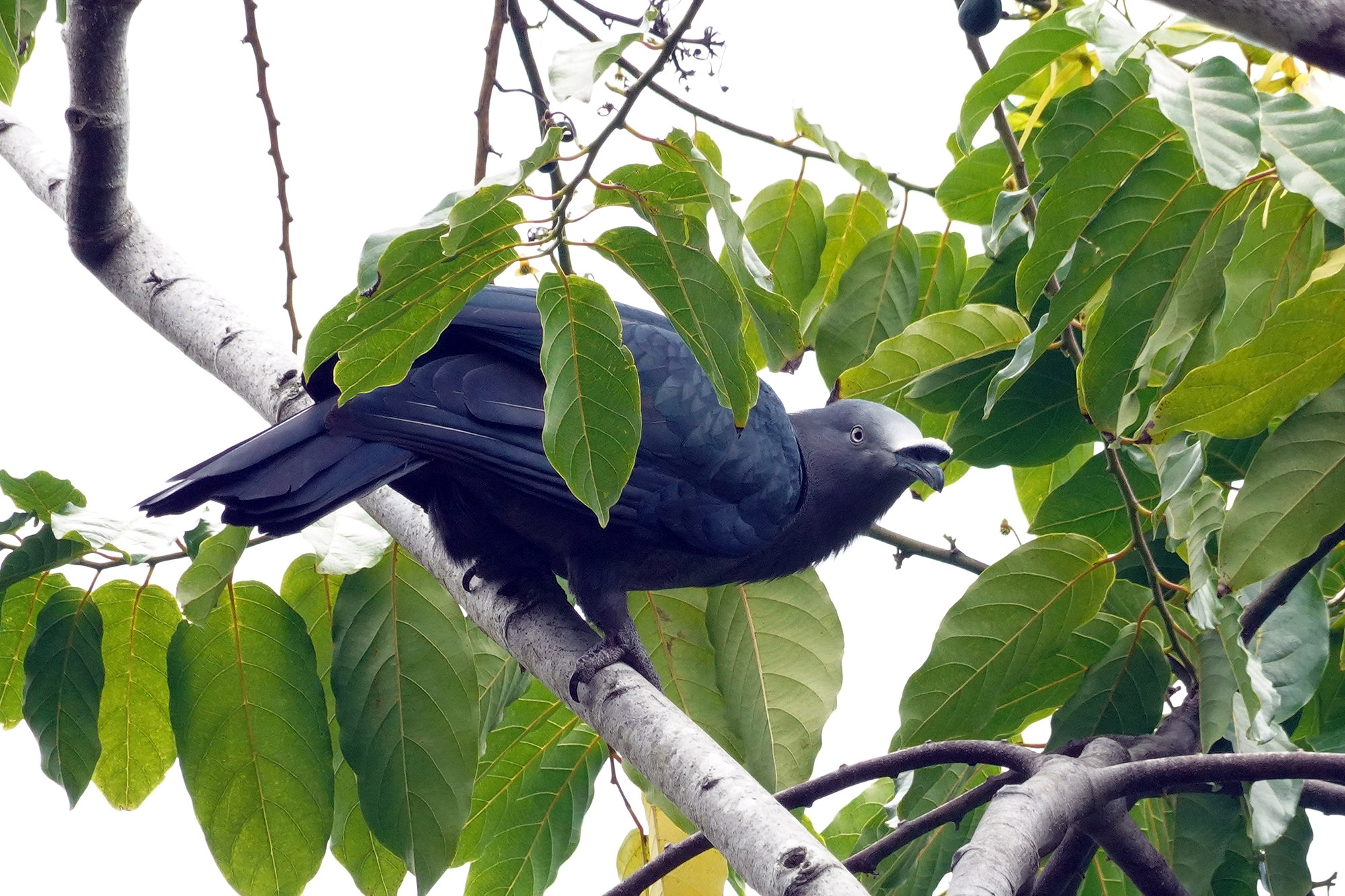 Carpophage des Marquises - Ile de Nuku Hiva