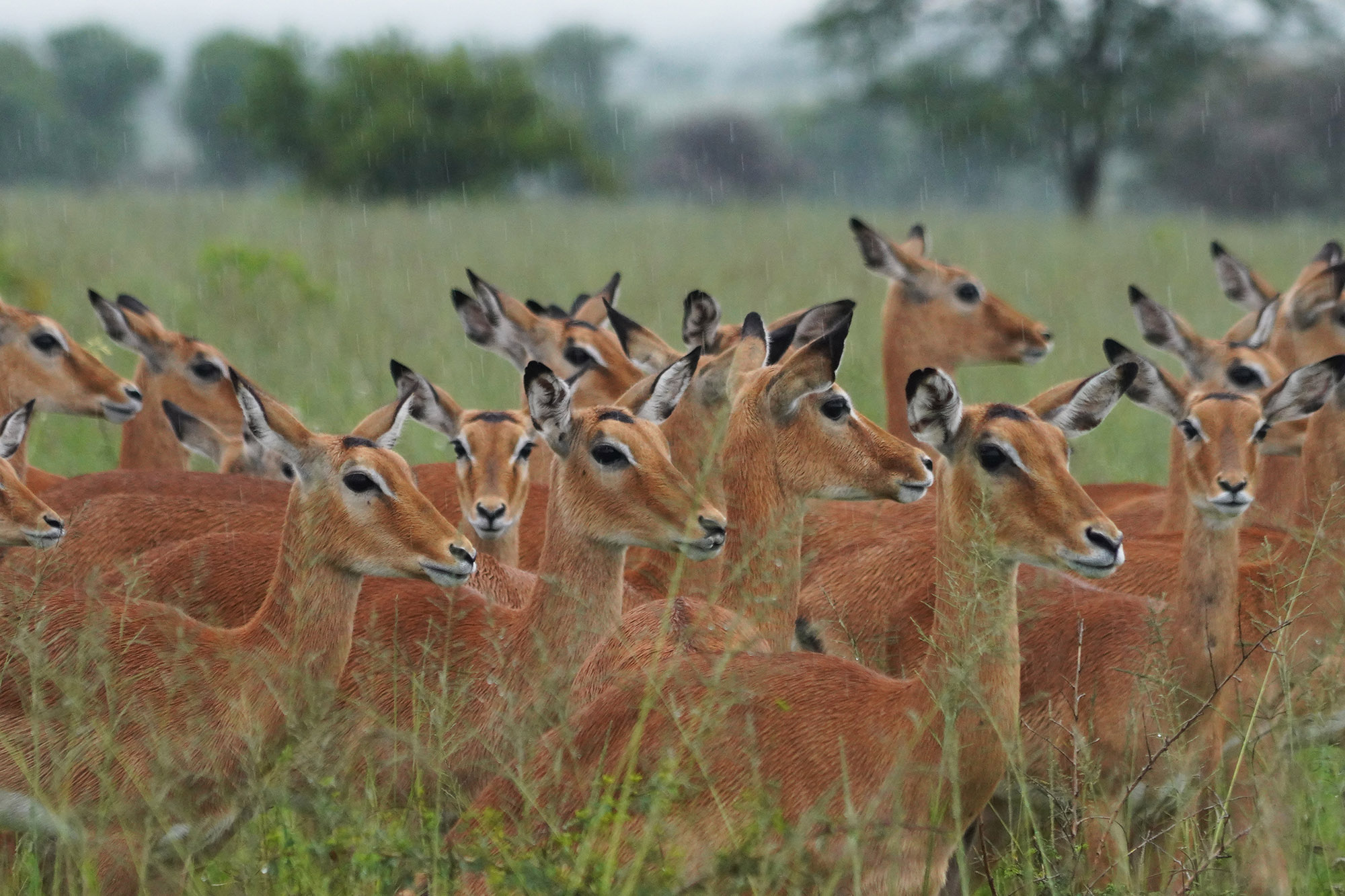 Impalas sous la pluie