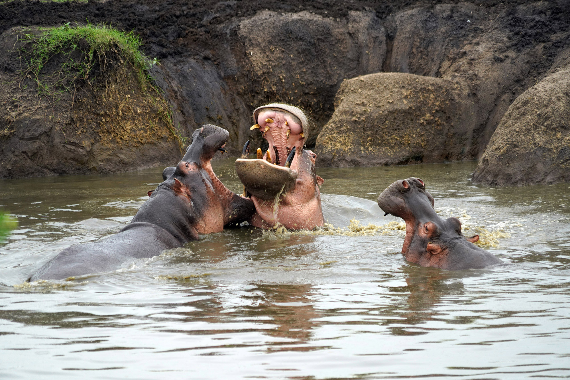 Hippopotames amphibies