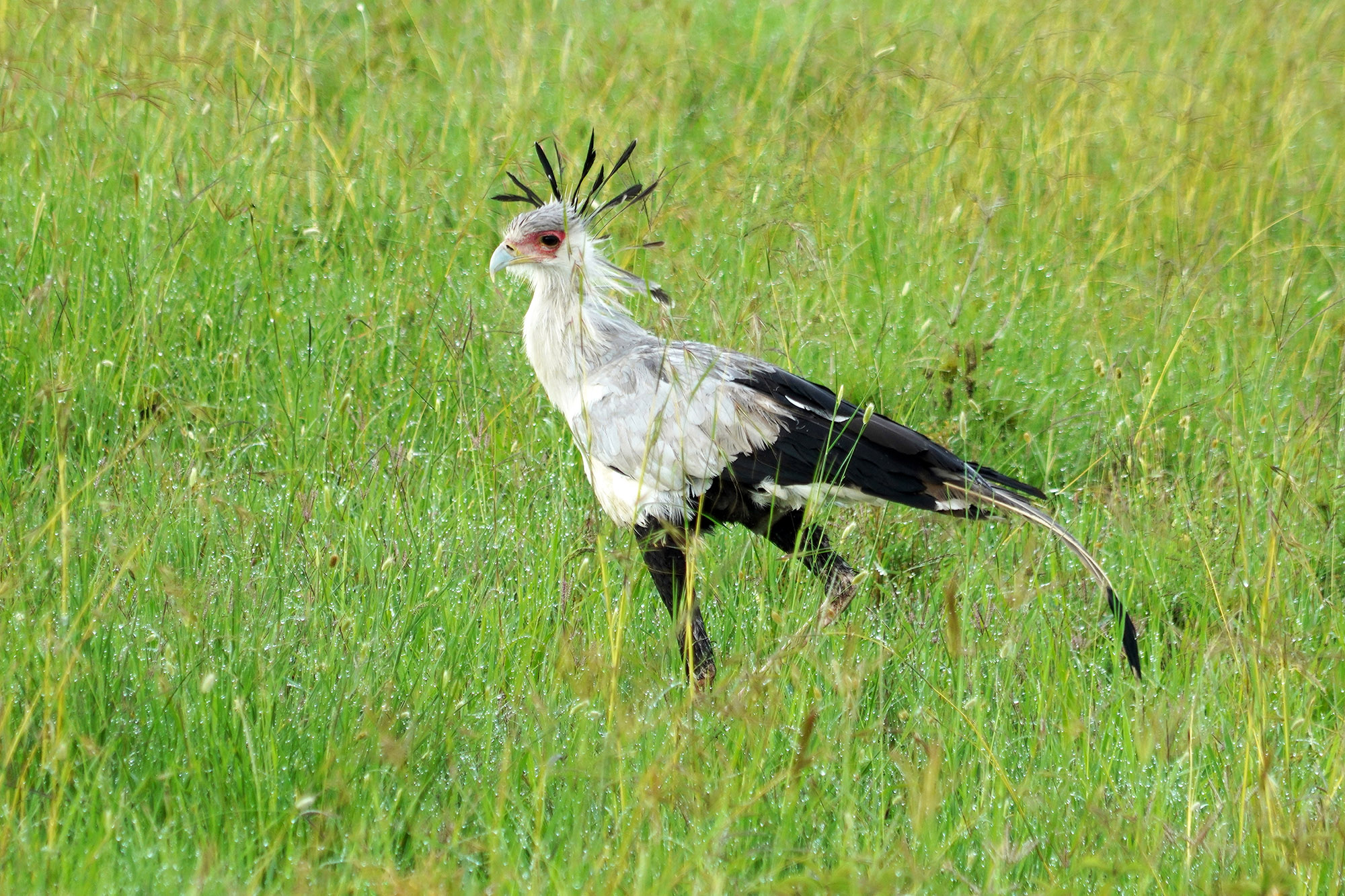 Aigle serpentaire ou oiseau secrétaire