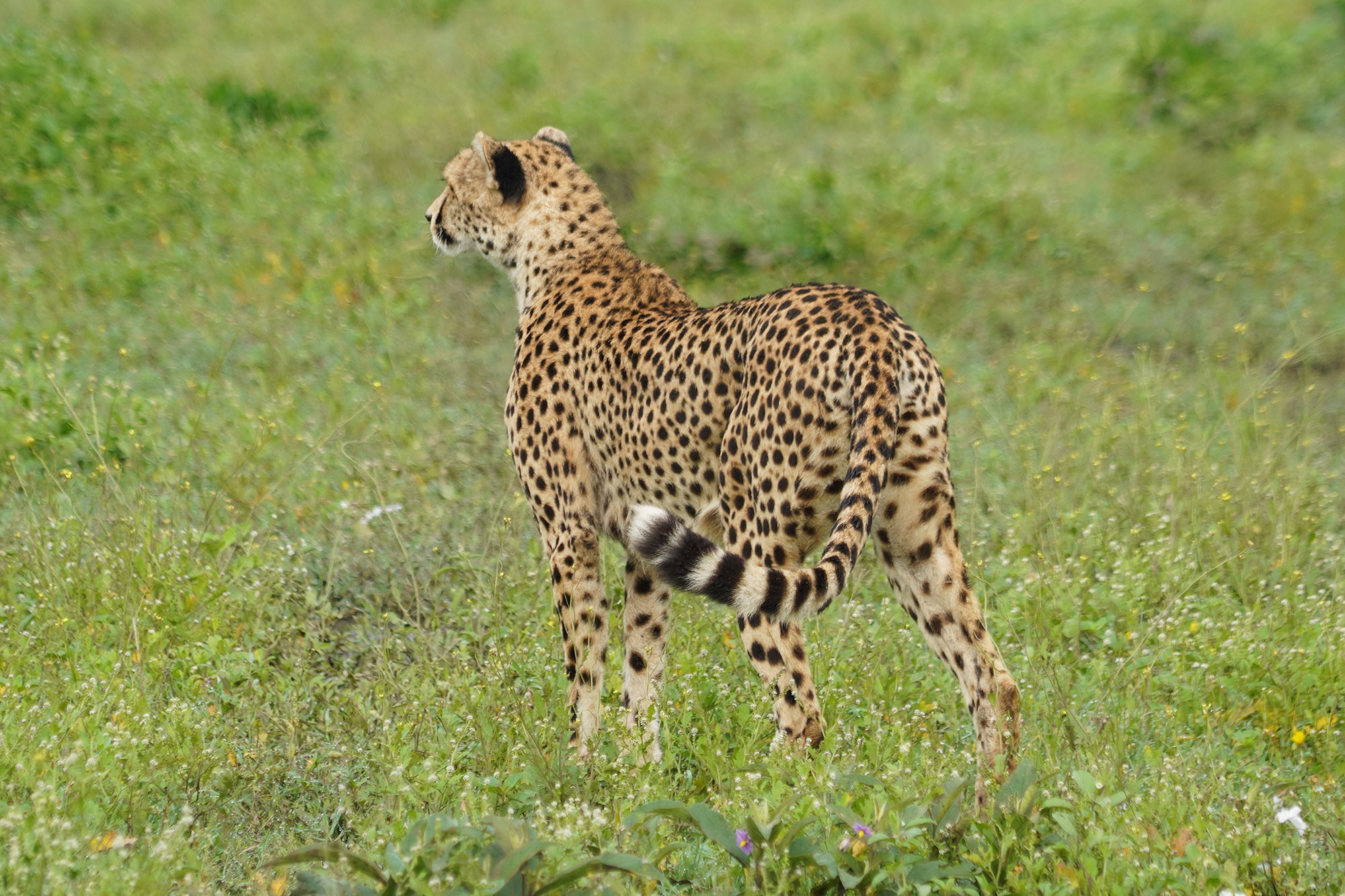 Guépard
