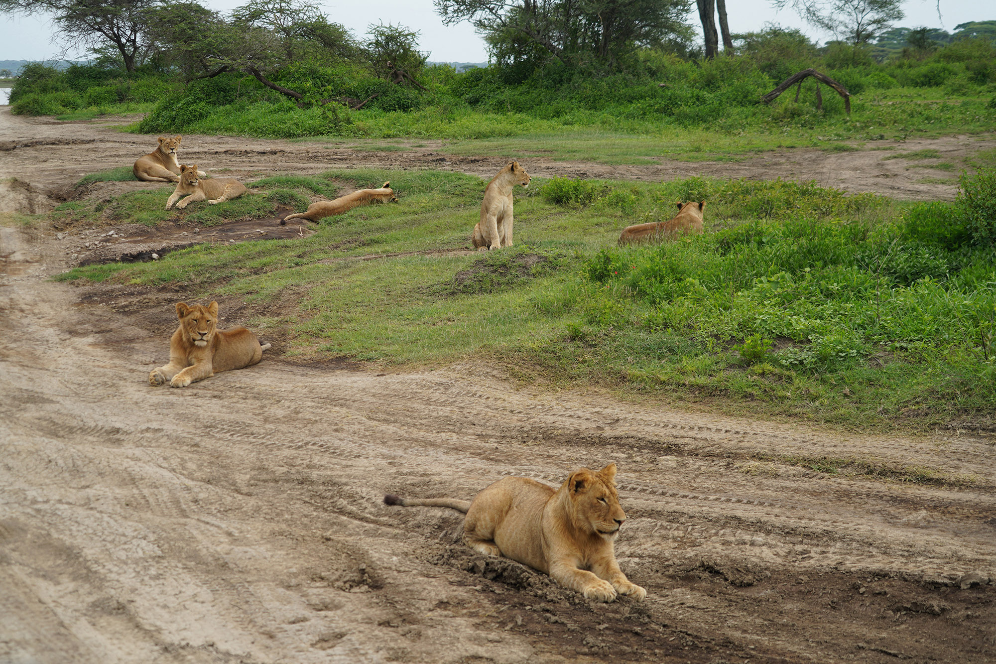 Fratrie de lions au repos