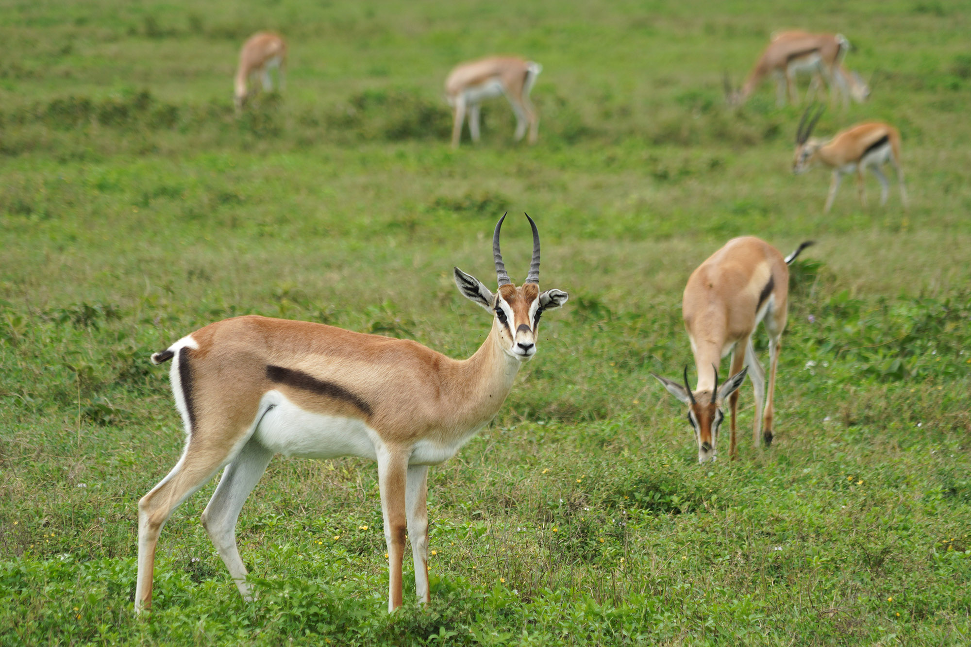 Gazelle de Thomson
