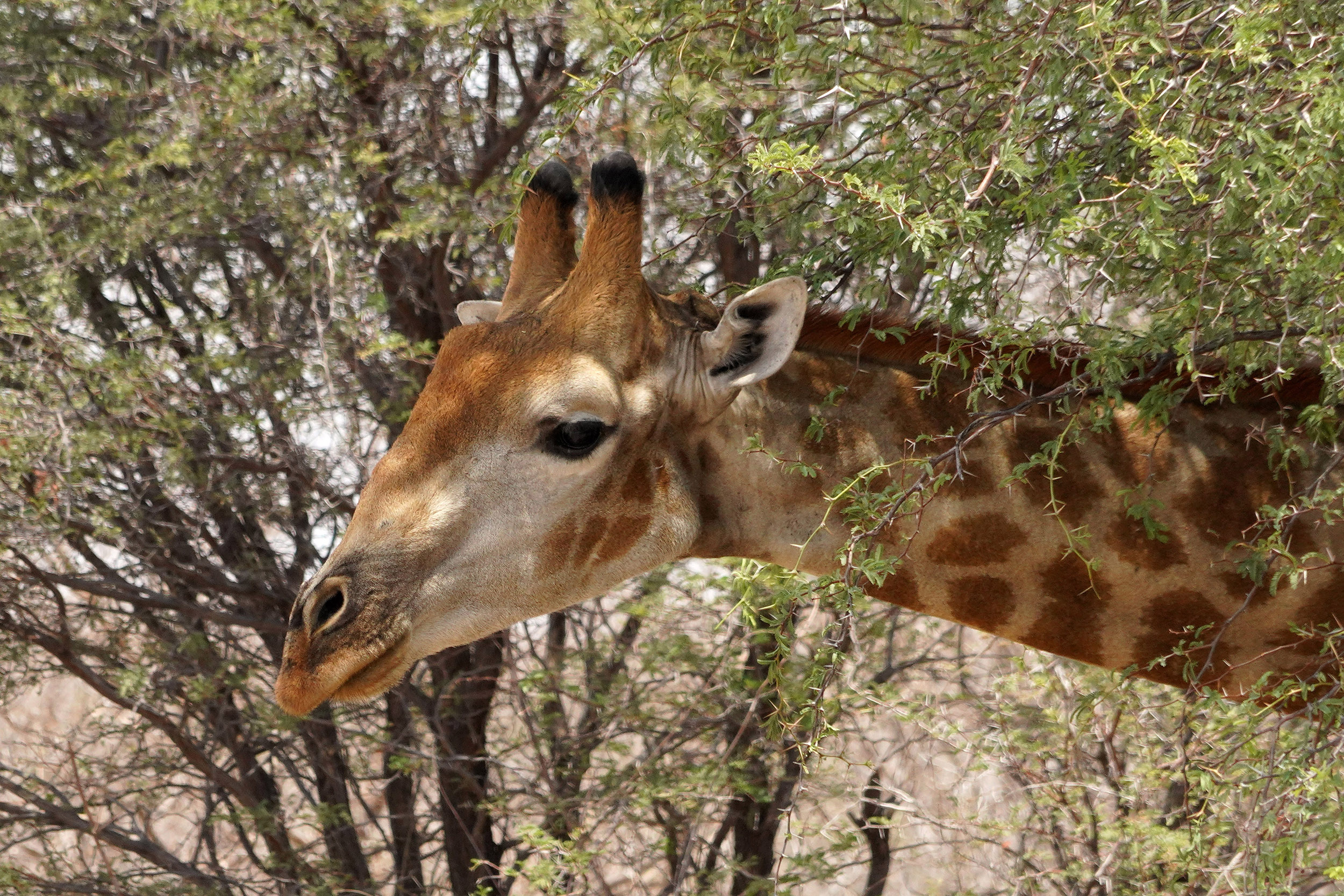 Entre Francistown et Nata - Botswana