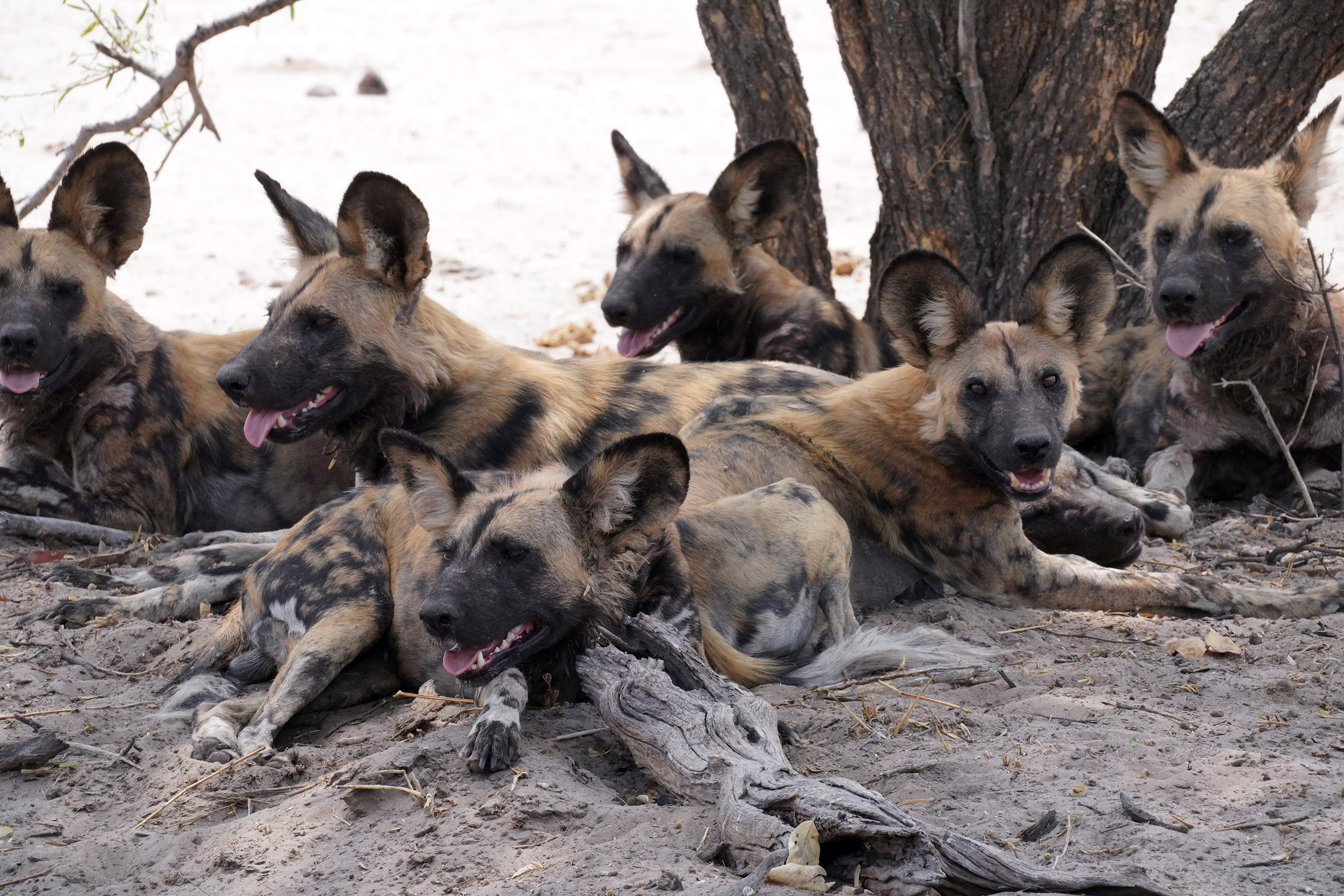 Moremi game reserve - Botswana