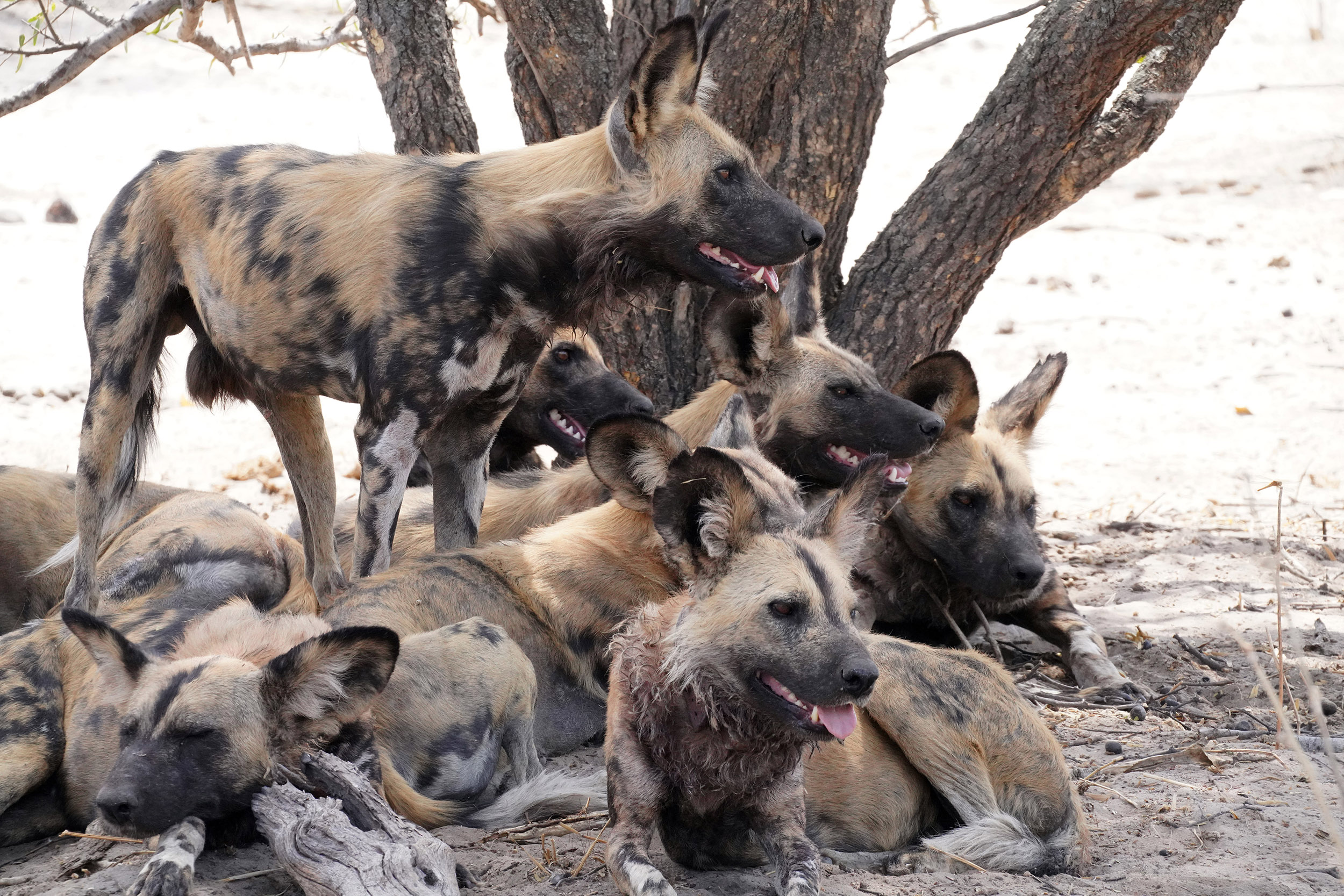 Moremi game reserve - Botswana