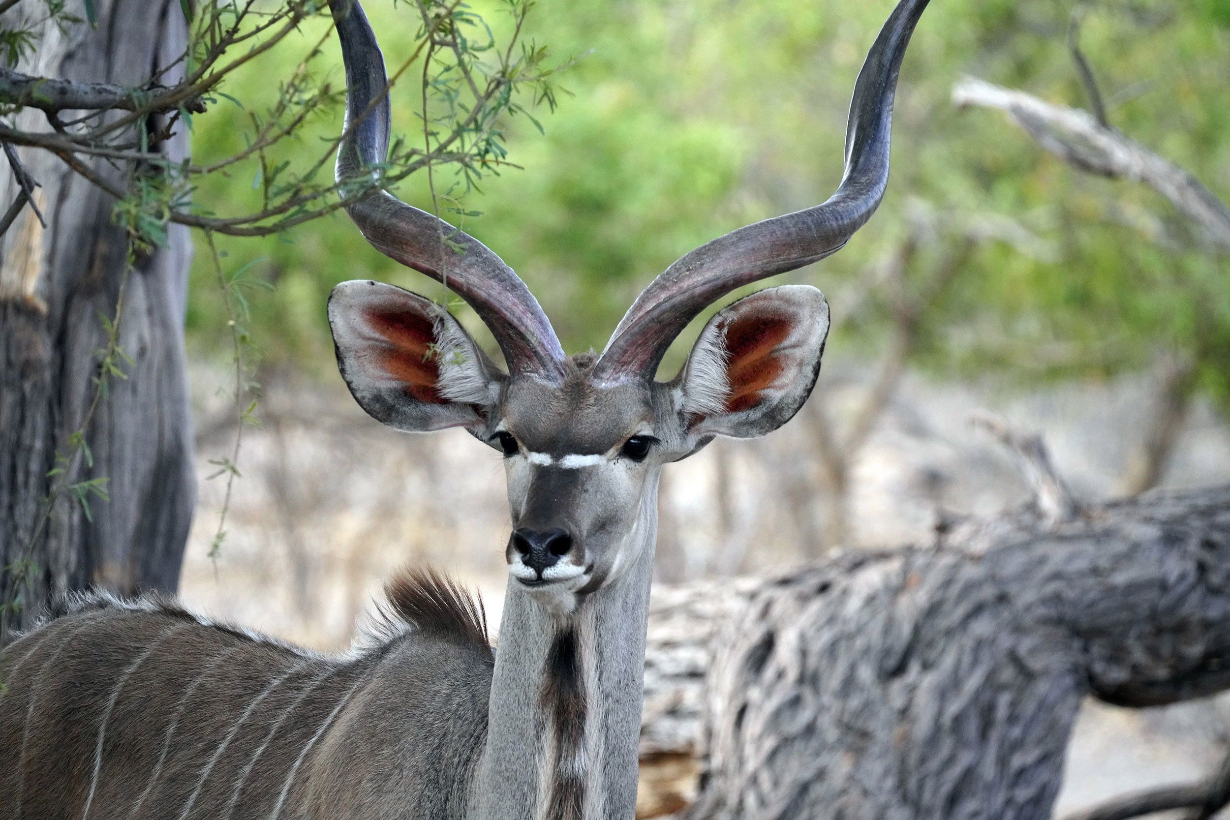 Moremi game reserve - Botswana