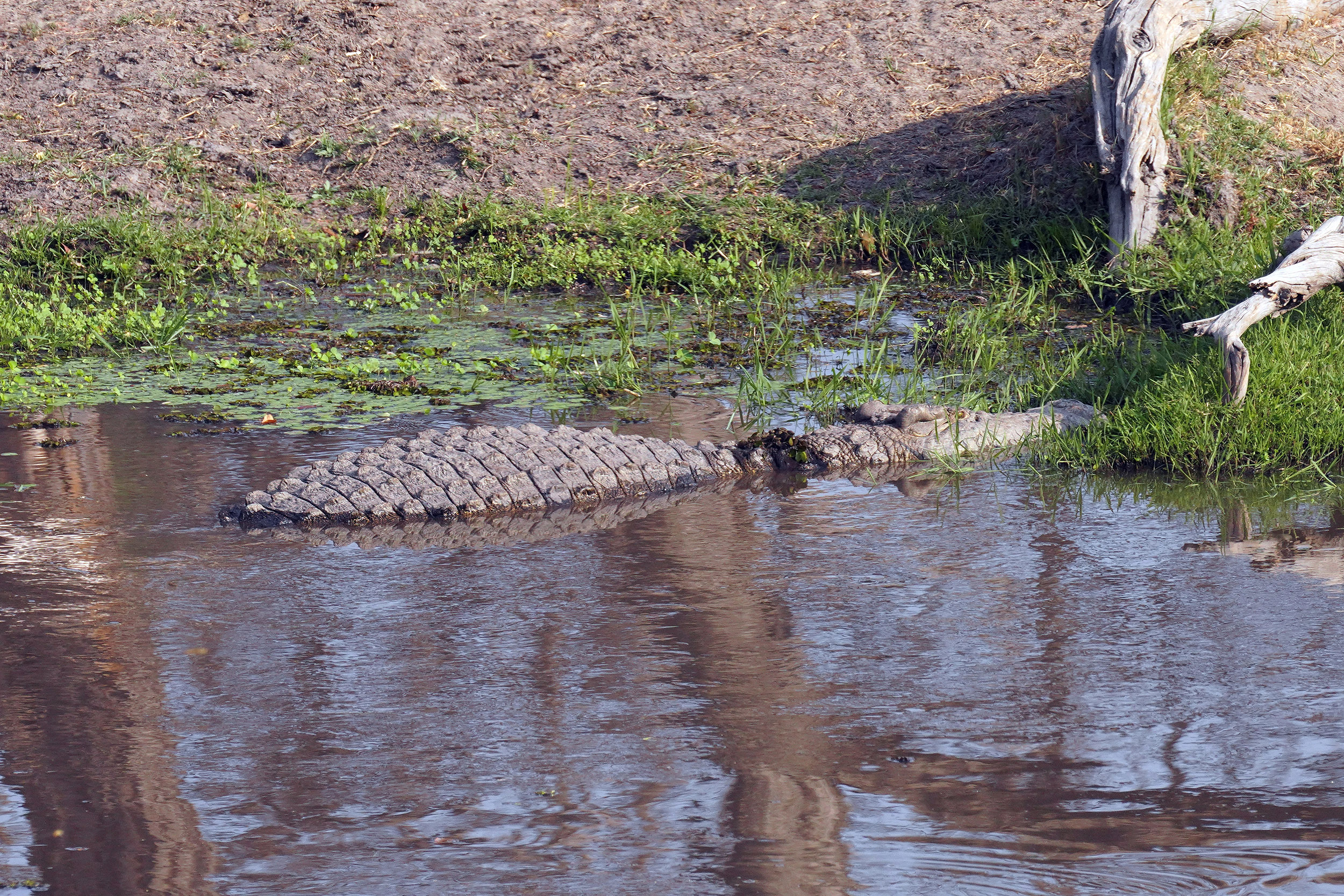 Moremi game reserve - Botswana