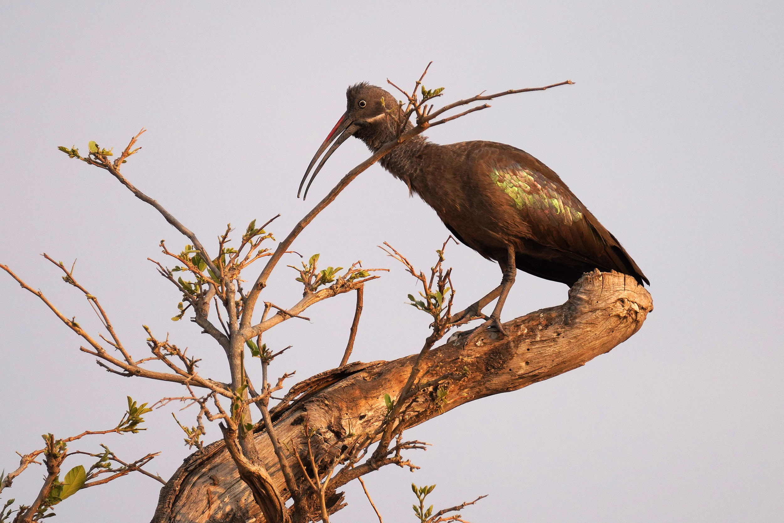Moremi game reserve - Botswana