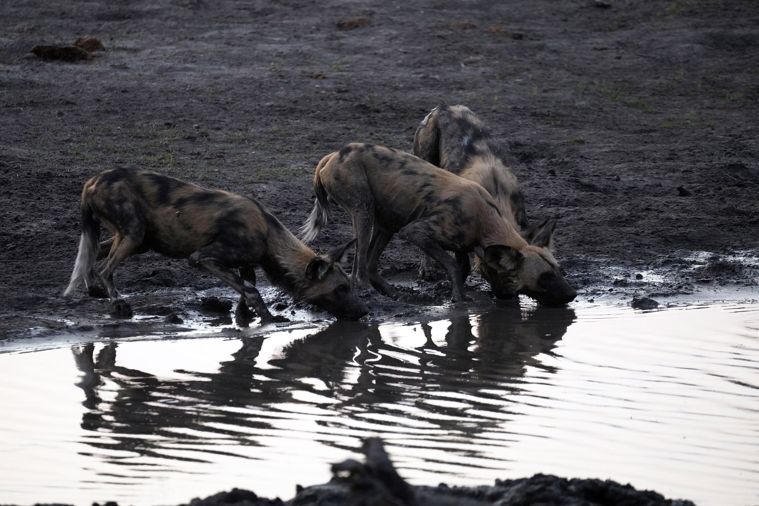 Moremi game reserve - Botswana
