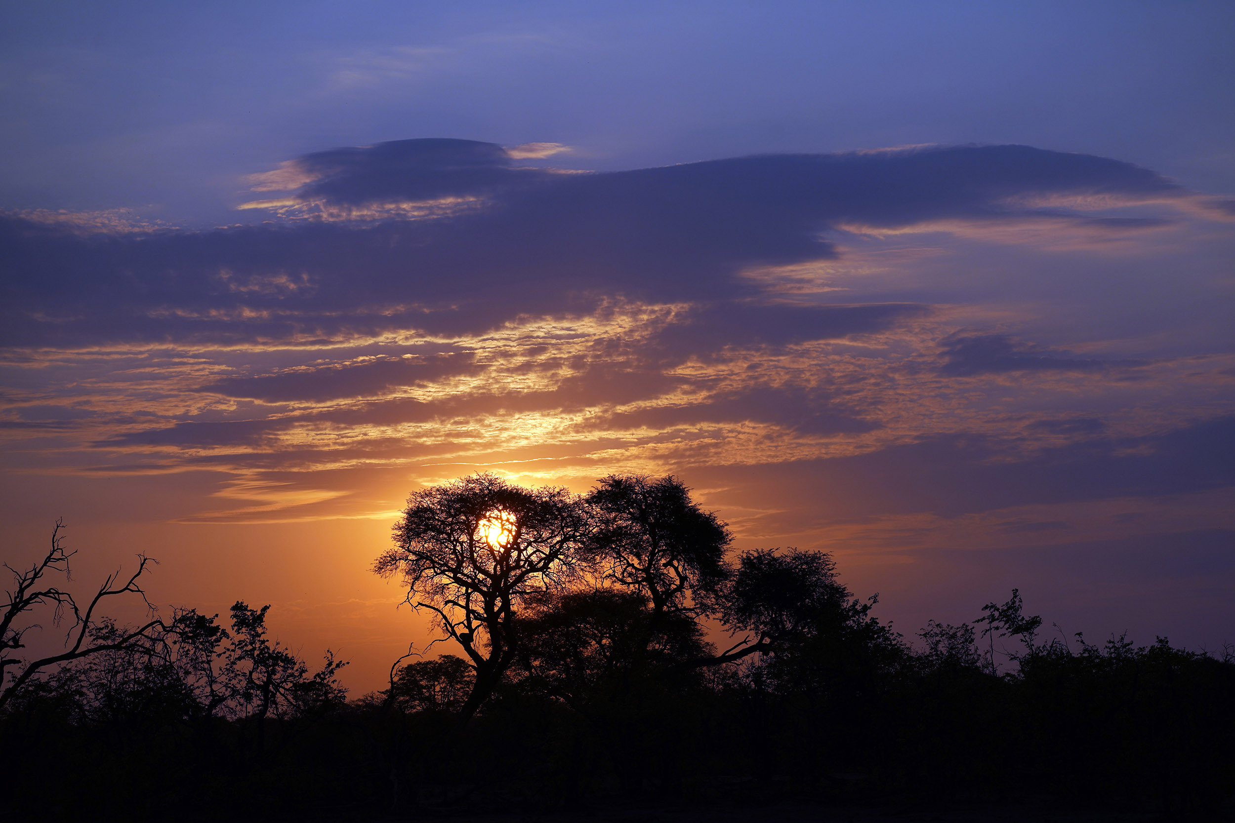 Moremi game reserve - Botswana