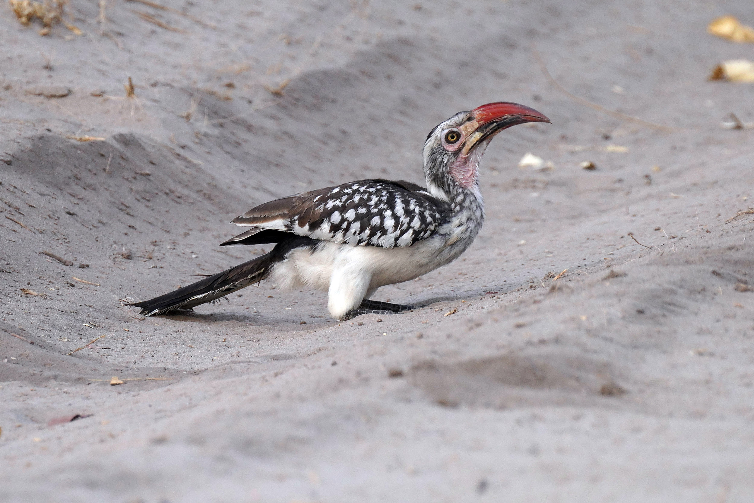 Moremi game reserve - Botswana