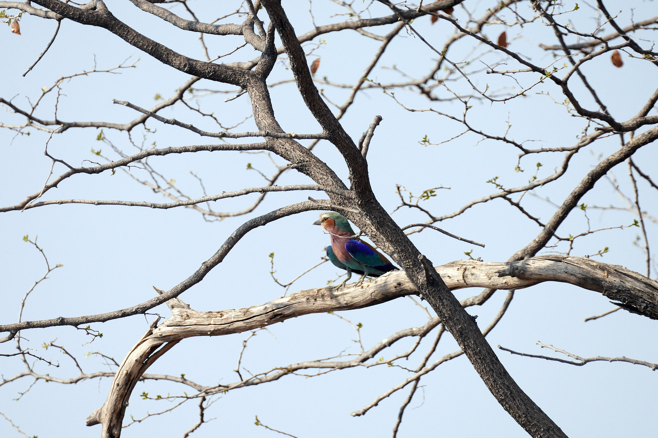 Moremi game reserve - Botswana