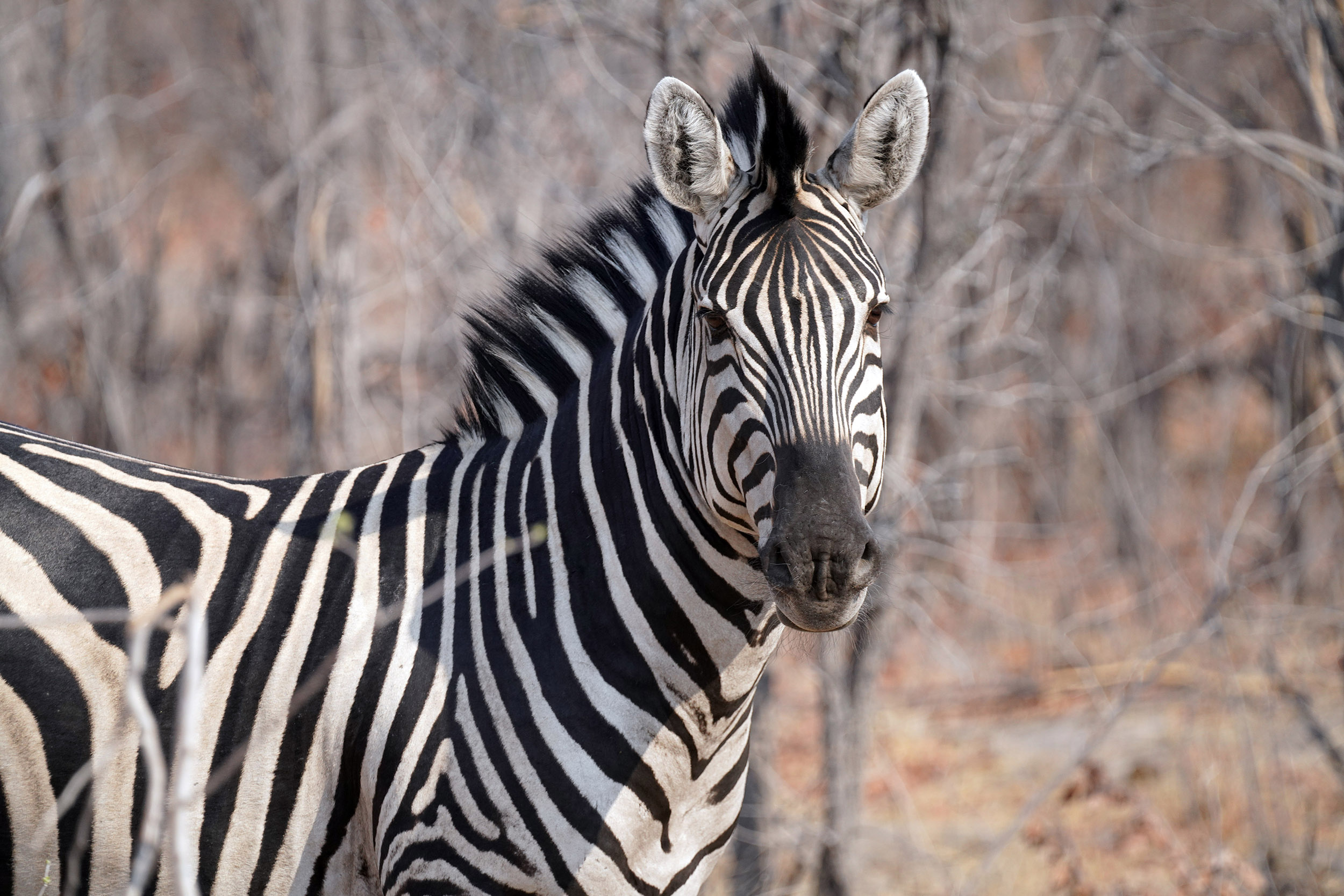 Moremi game reserve - Botswana