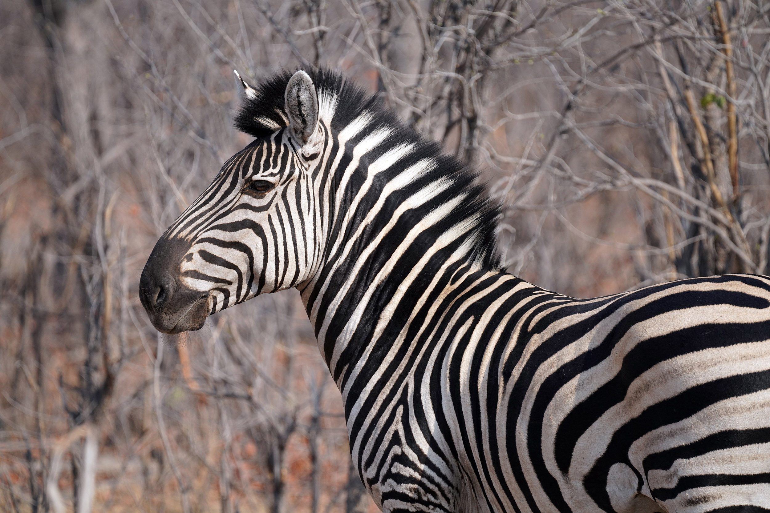 Moremi game reserve - Botswana
