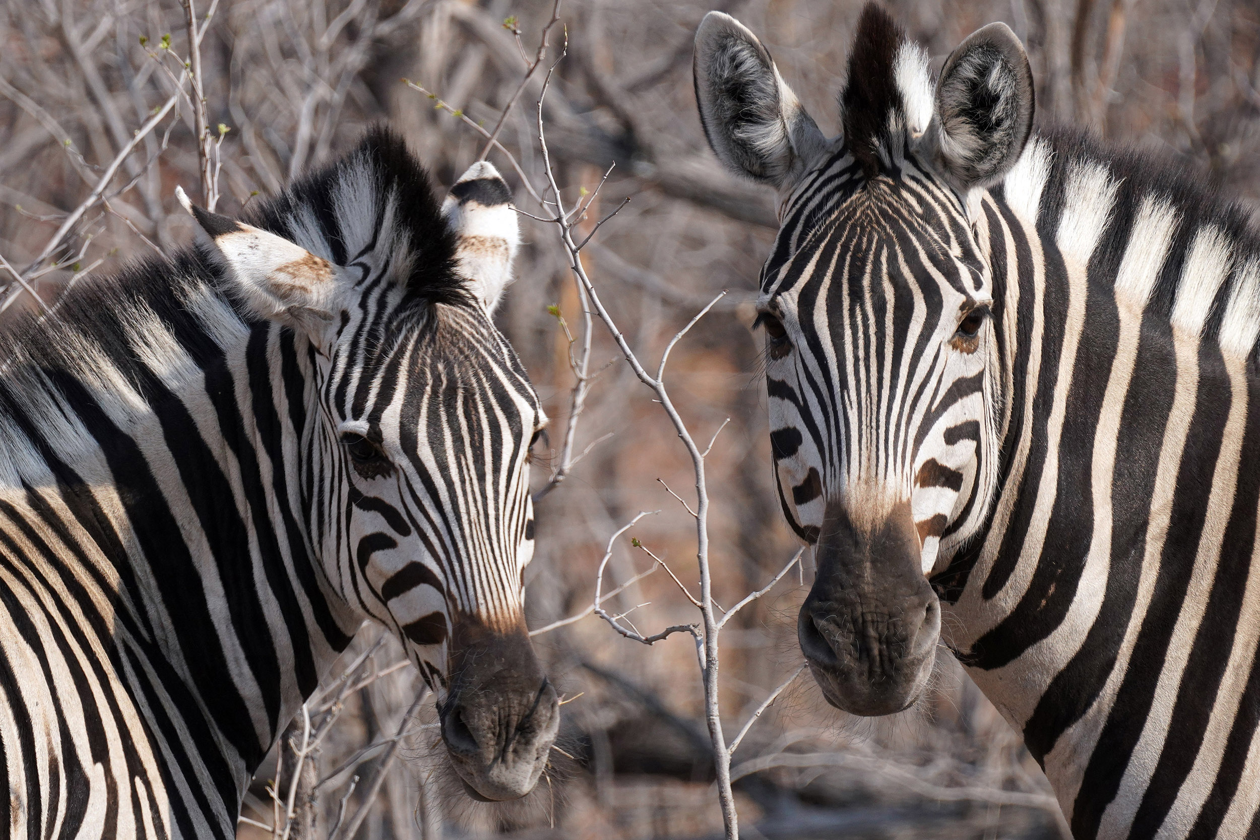 Moremi game reserve - Botswana