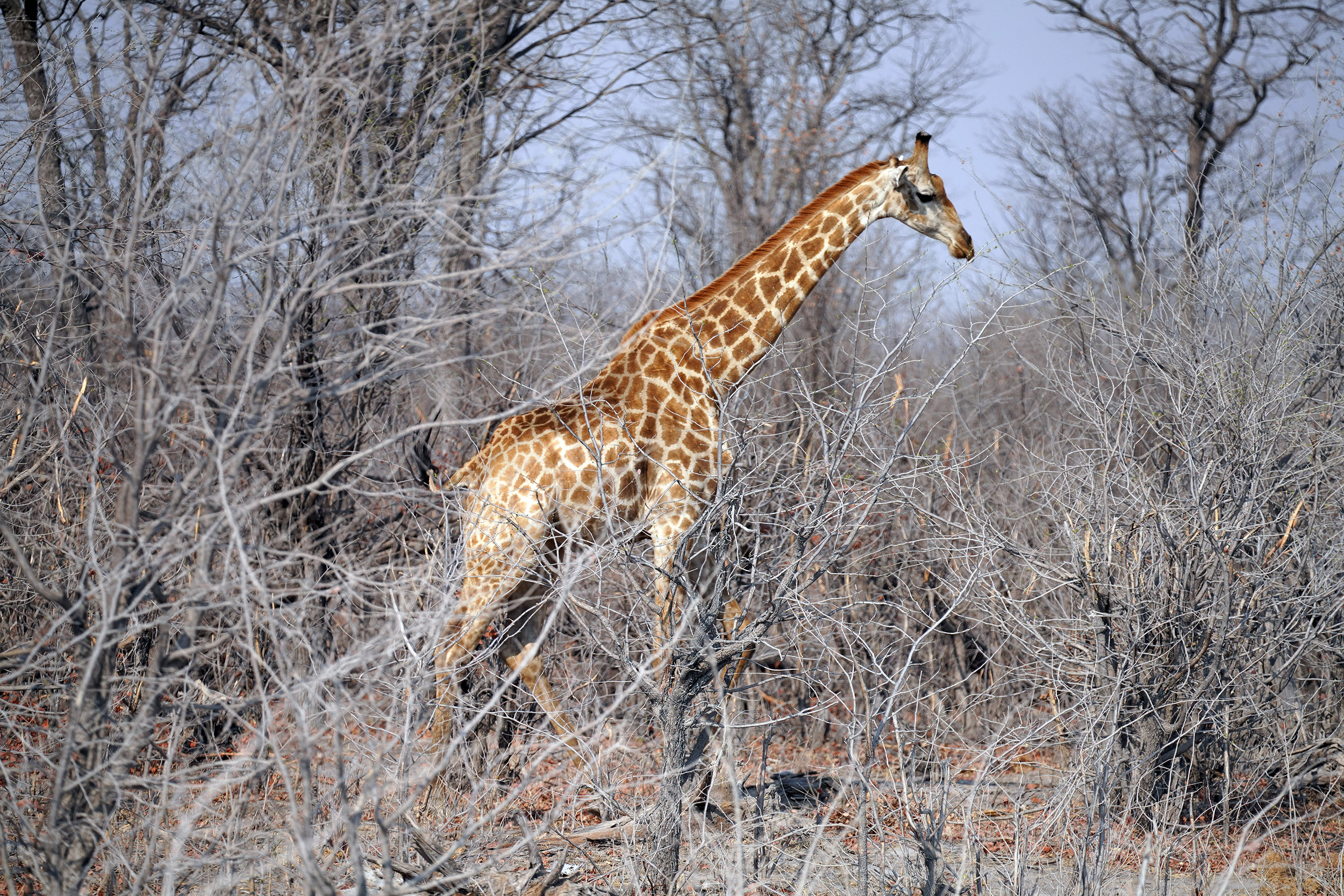 Moremi game reserve - Botswana