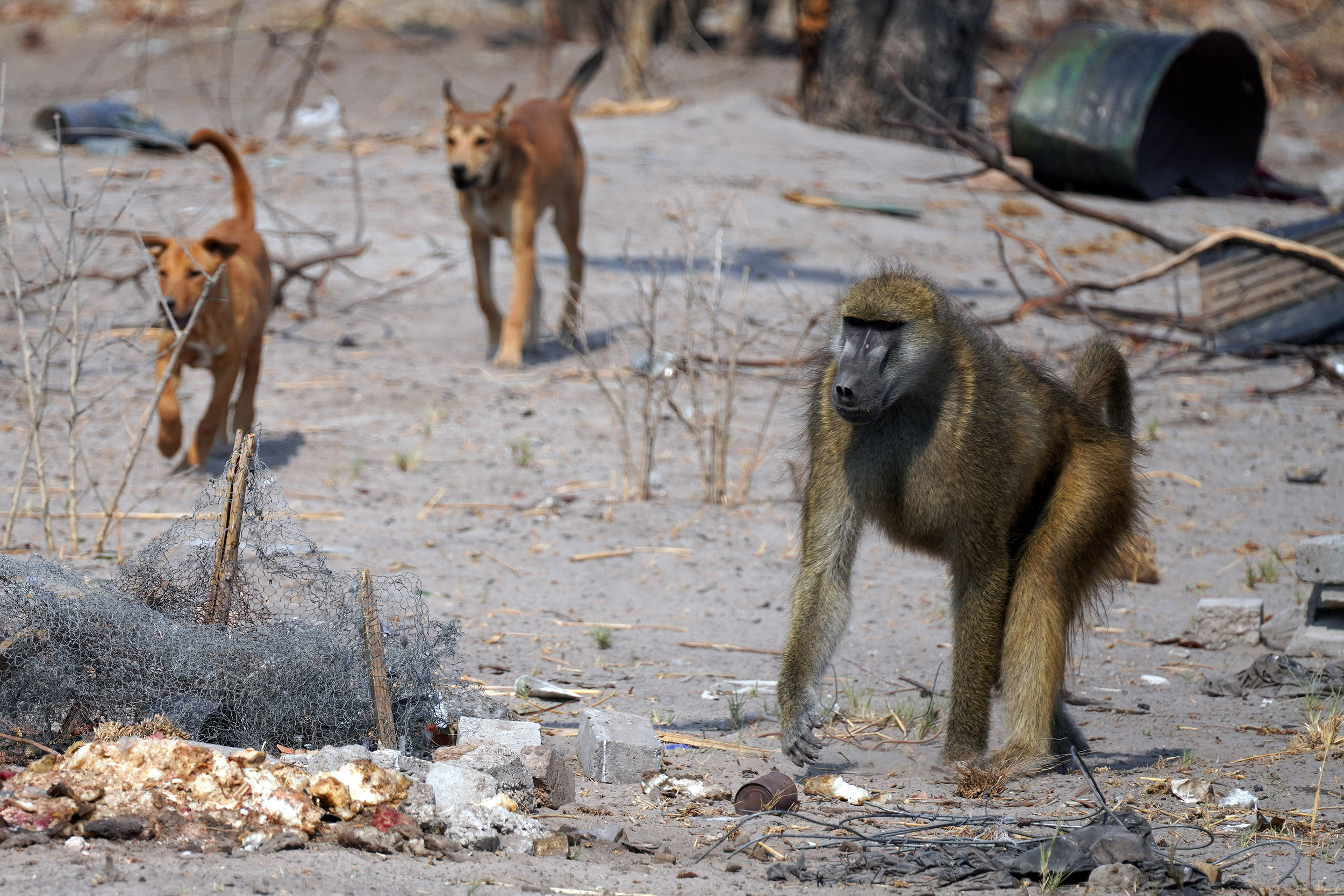 Moremi game reserve - Botswana