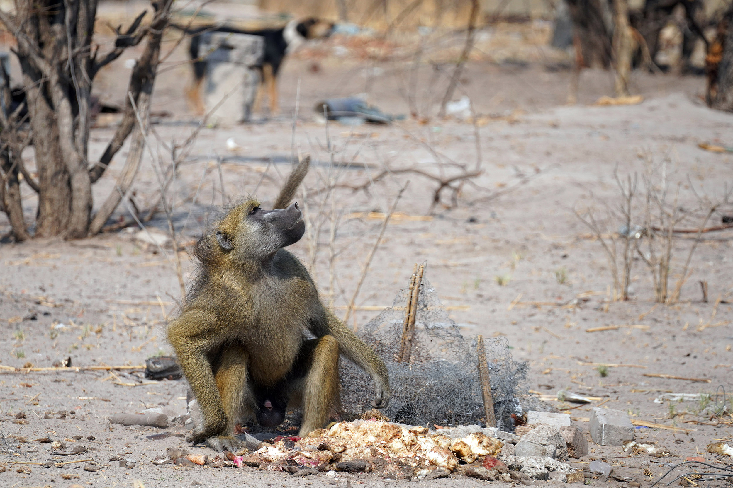 Moremi game reserve - Botswana