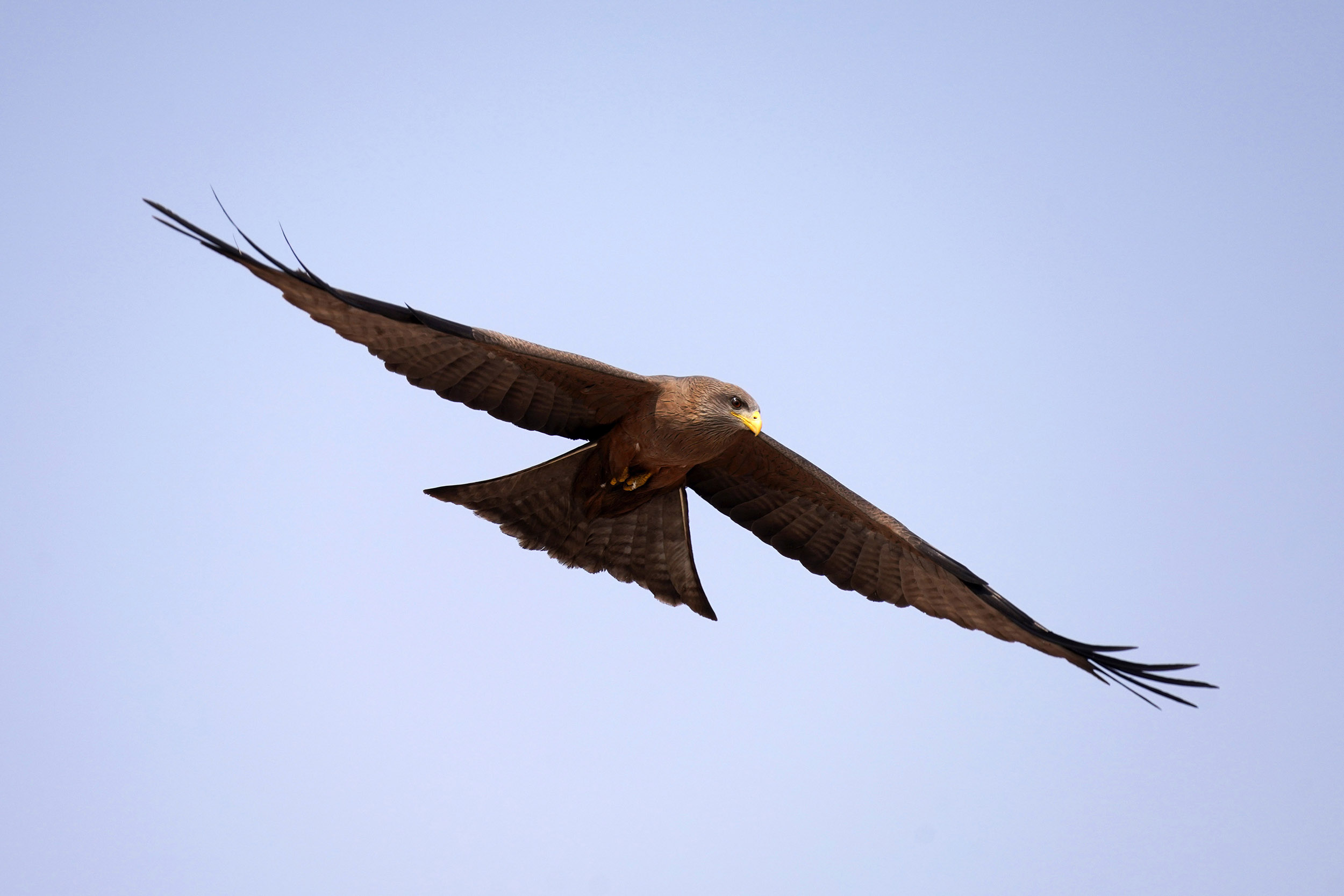 Moremi game reserve - Botswana