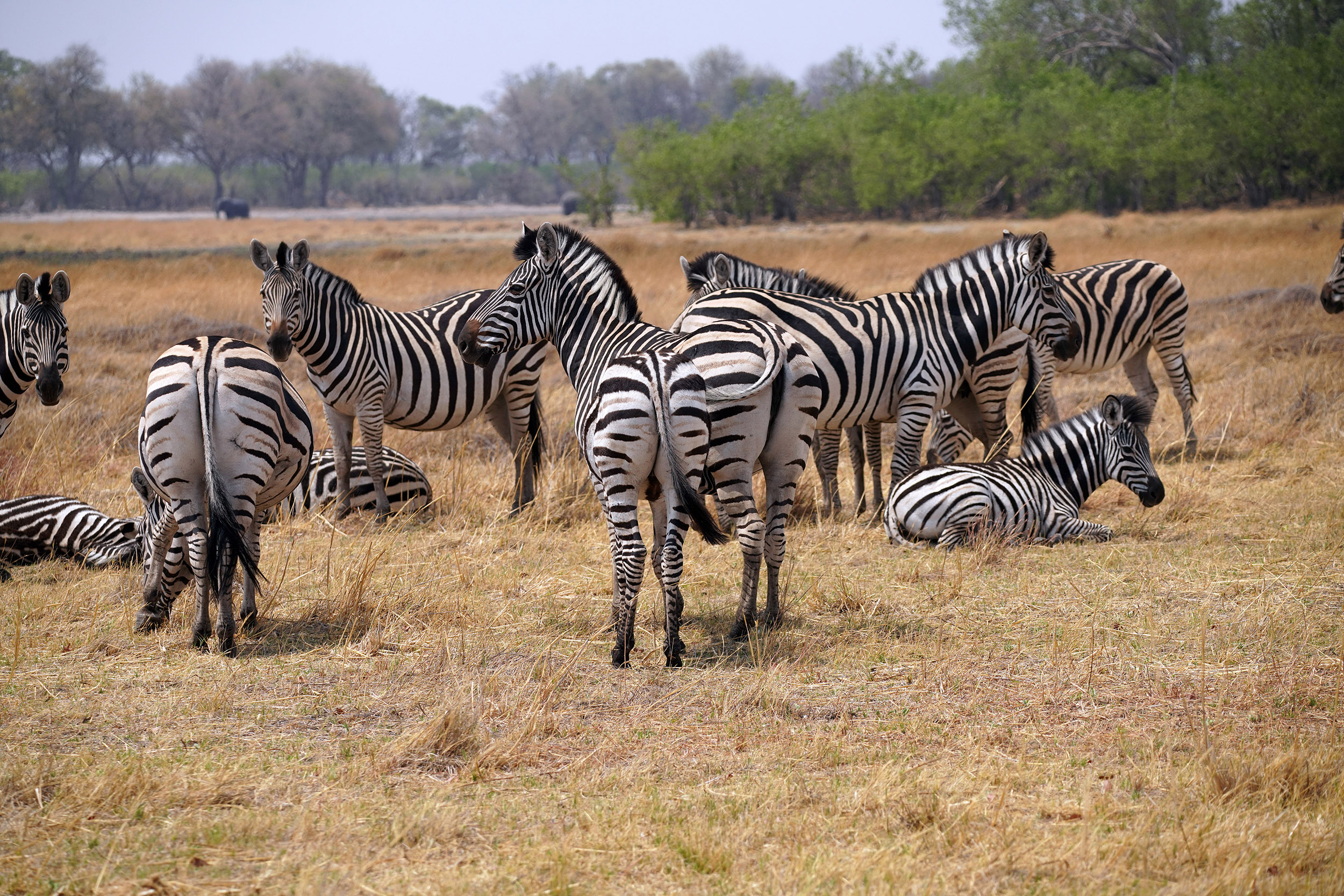 Moremi game reserve - Botswana