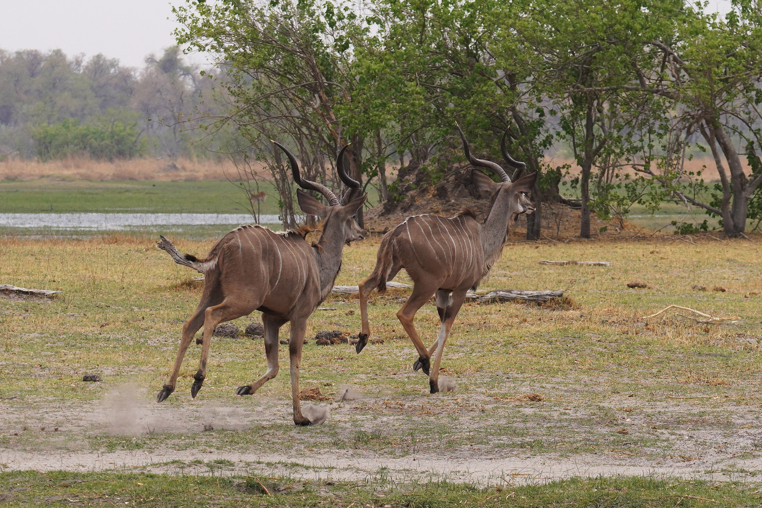 Moremi game reserve - Botswana
