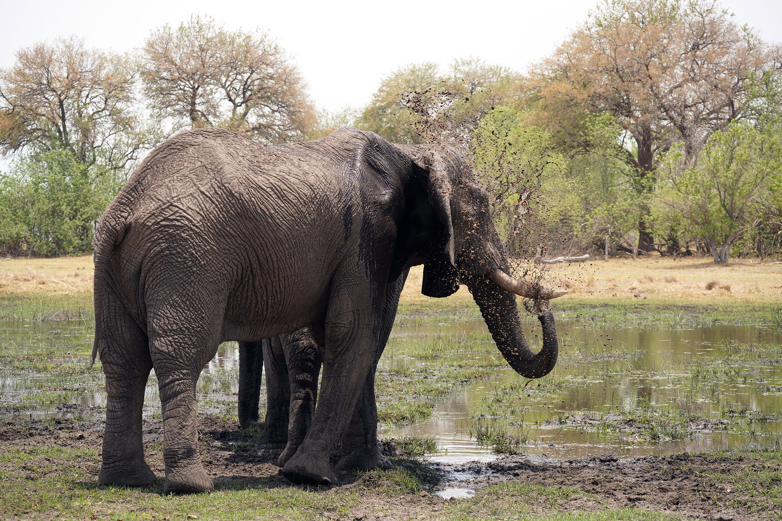 Moremi game reserve - Botswana