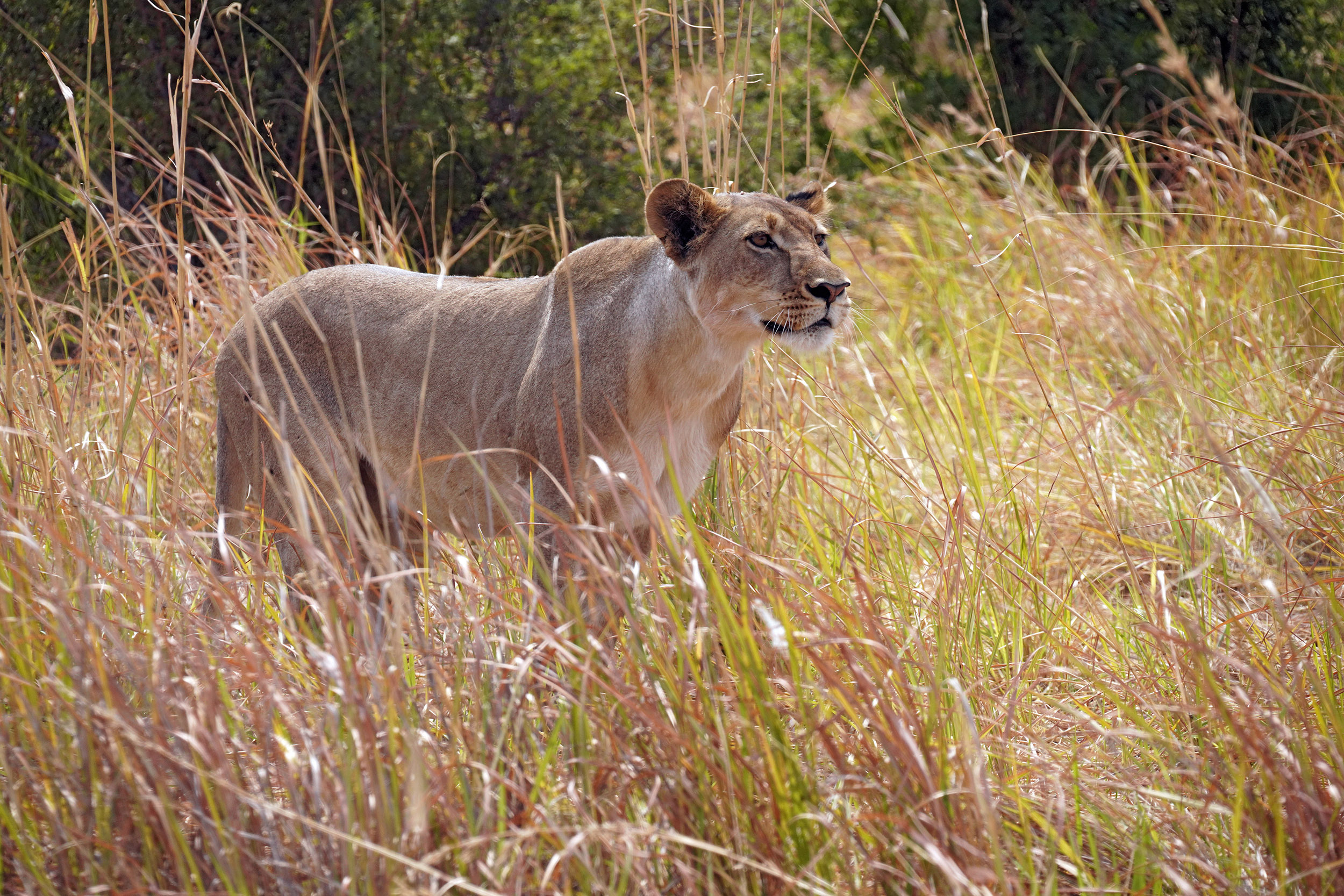 Moremi game reserve - Botswana