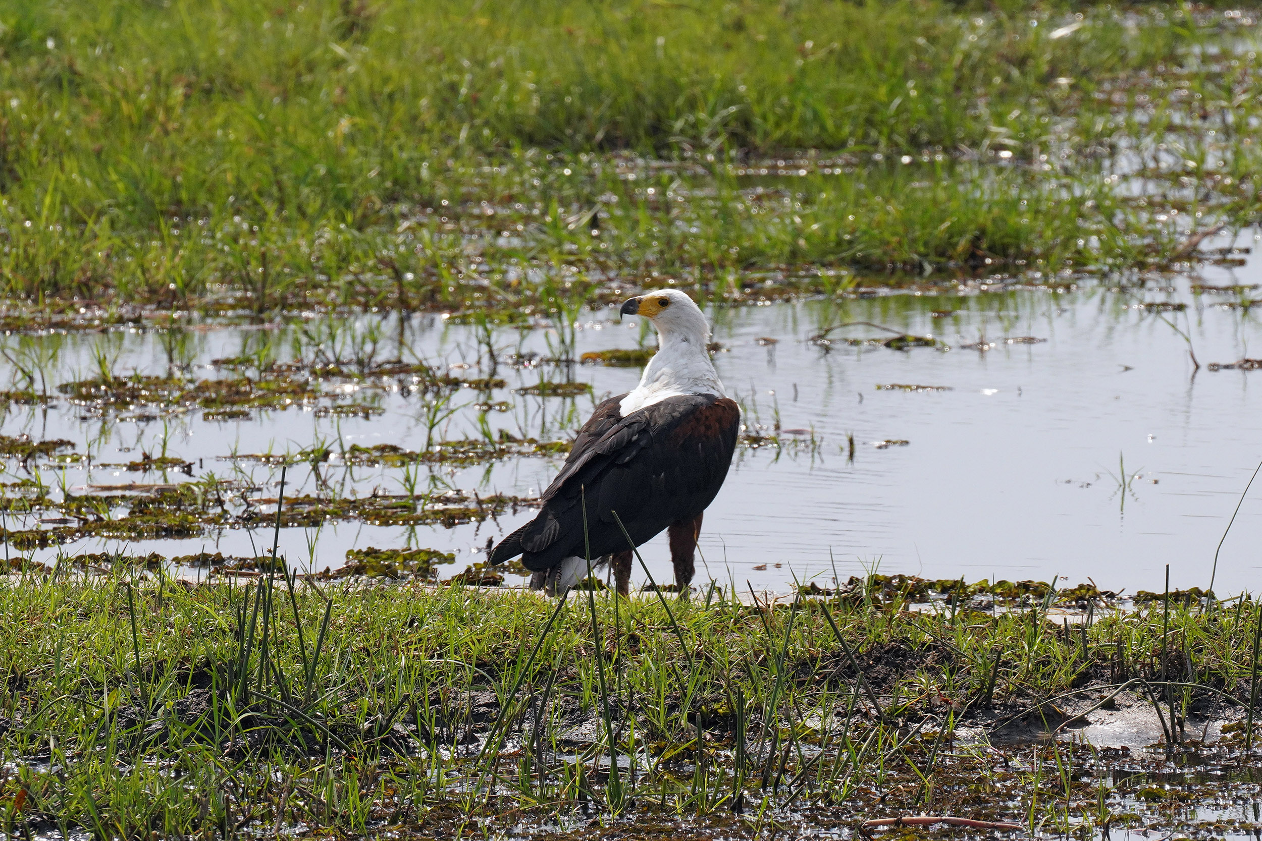 Moremi game reserve - Botswana