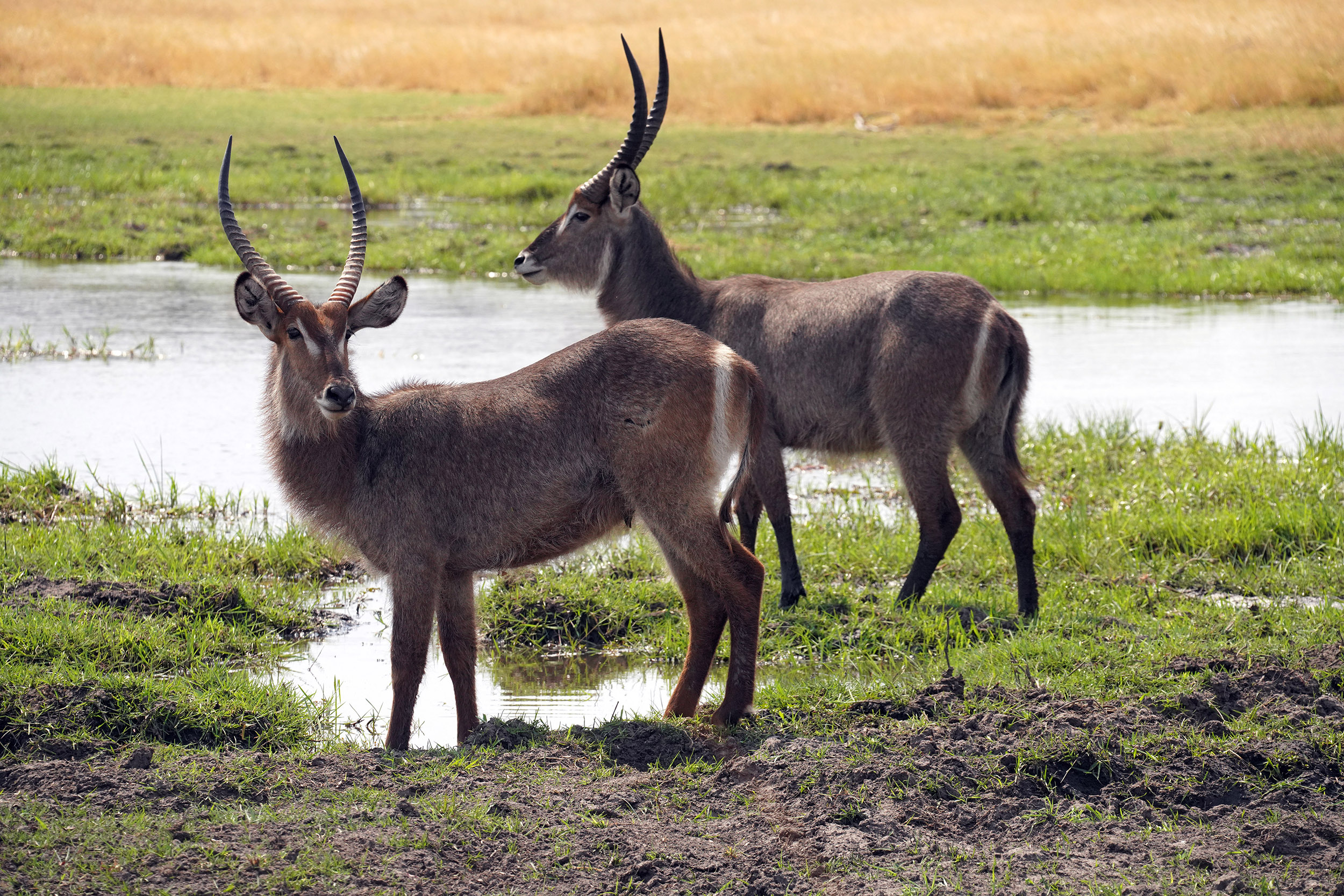 Moremi game reserve - Botswana