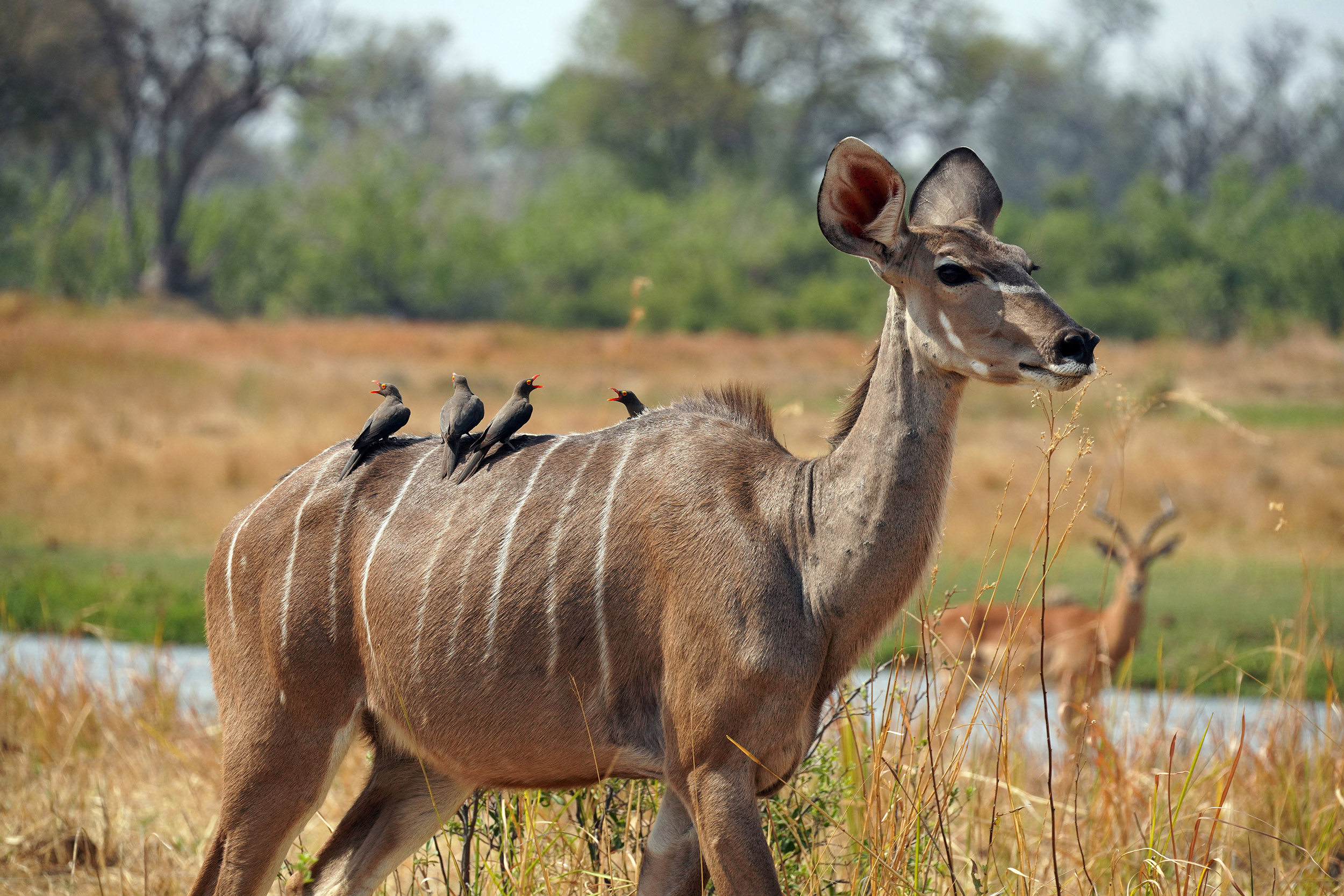 Moremi game reserve - Botswana