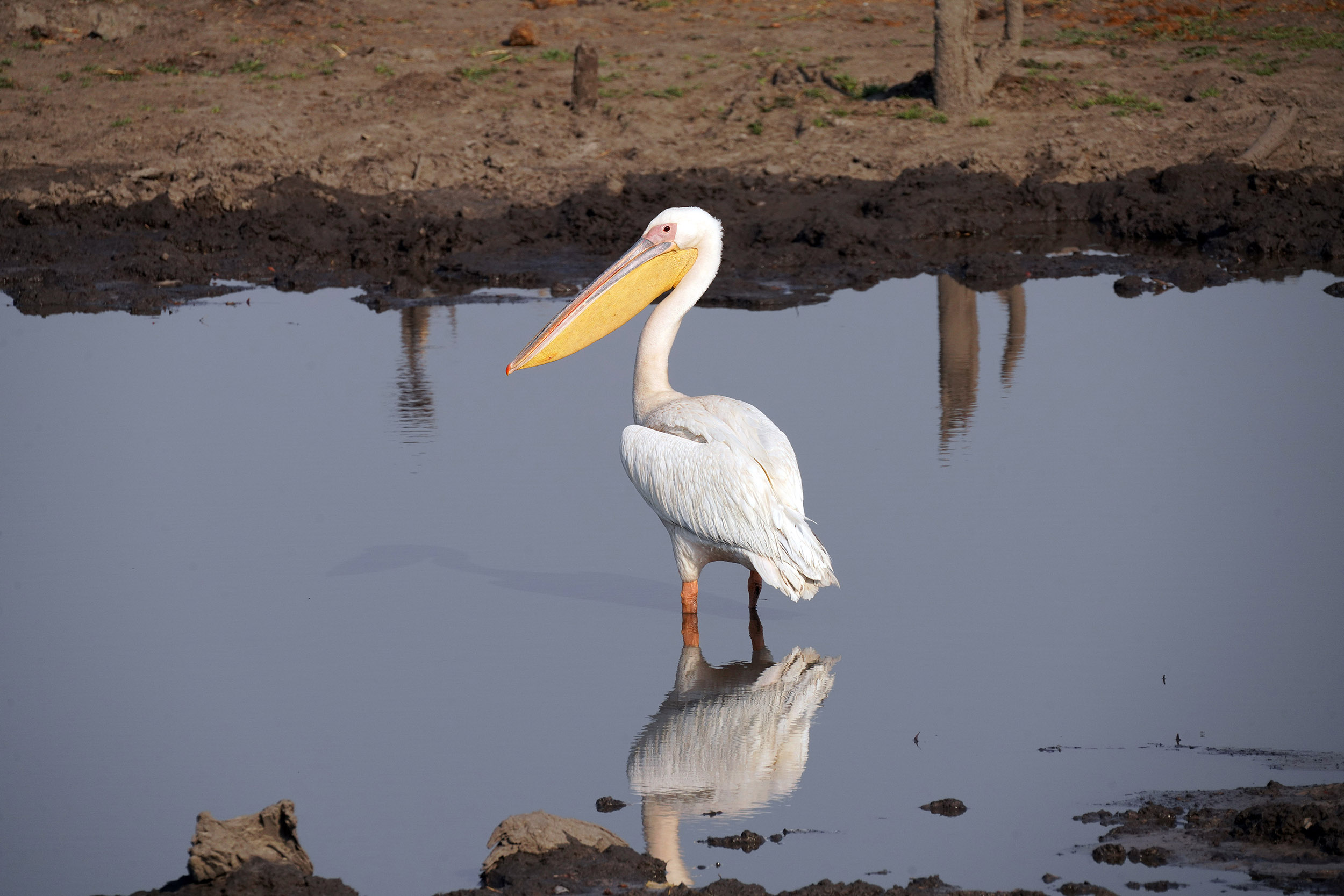 Moremi game reserve - Botswana