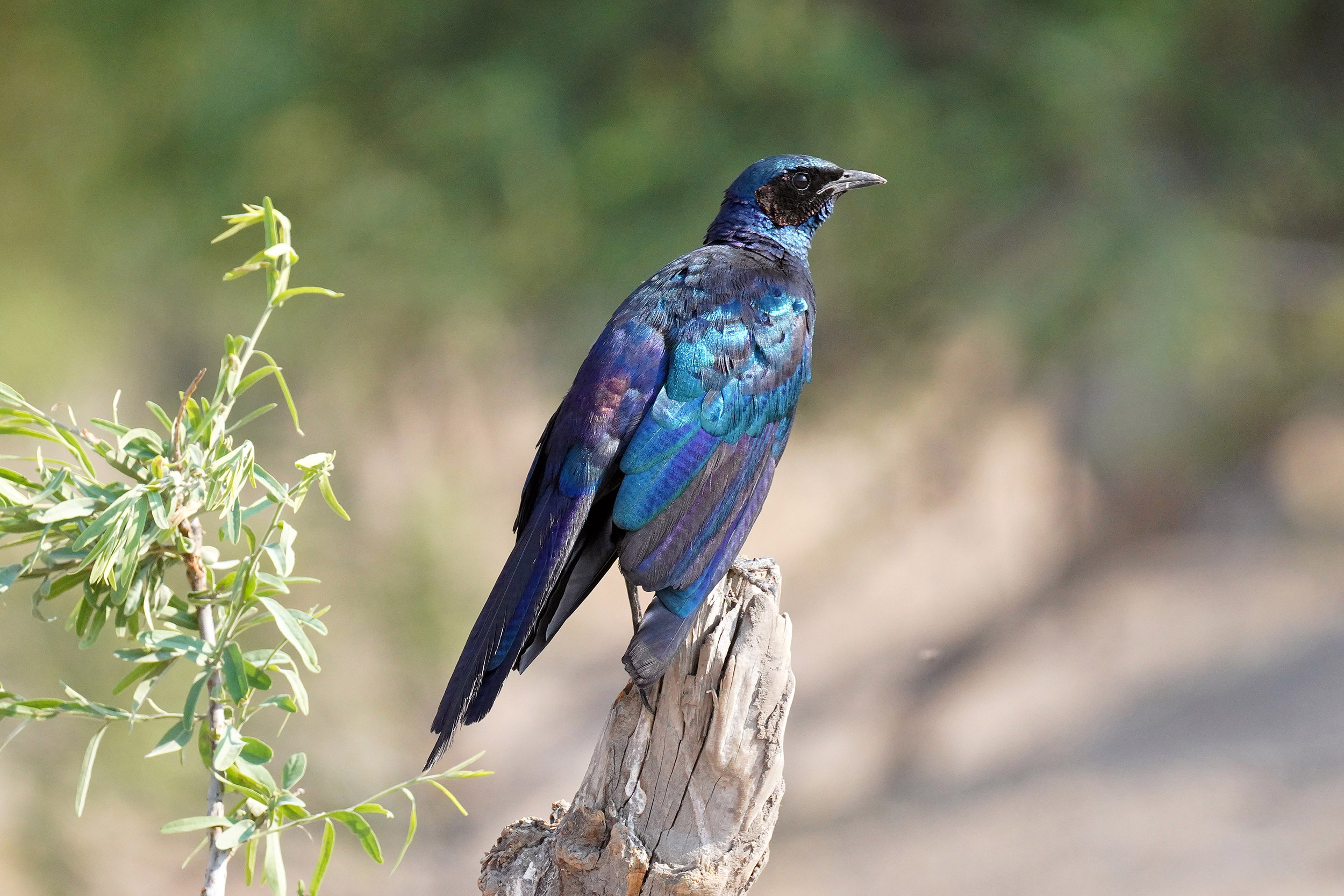 Moremi game reserve - Botswana