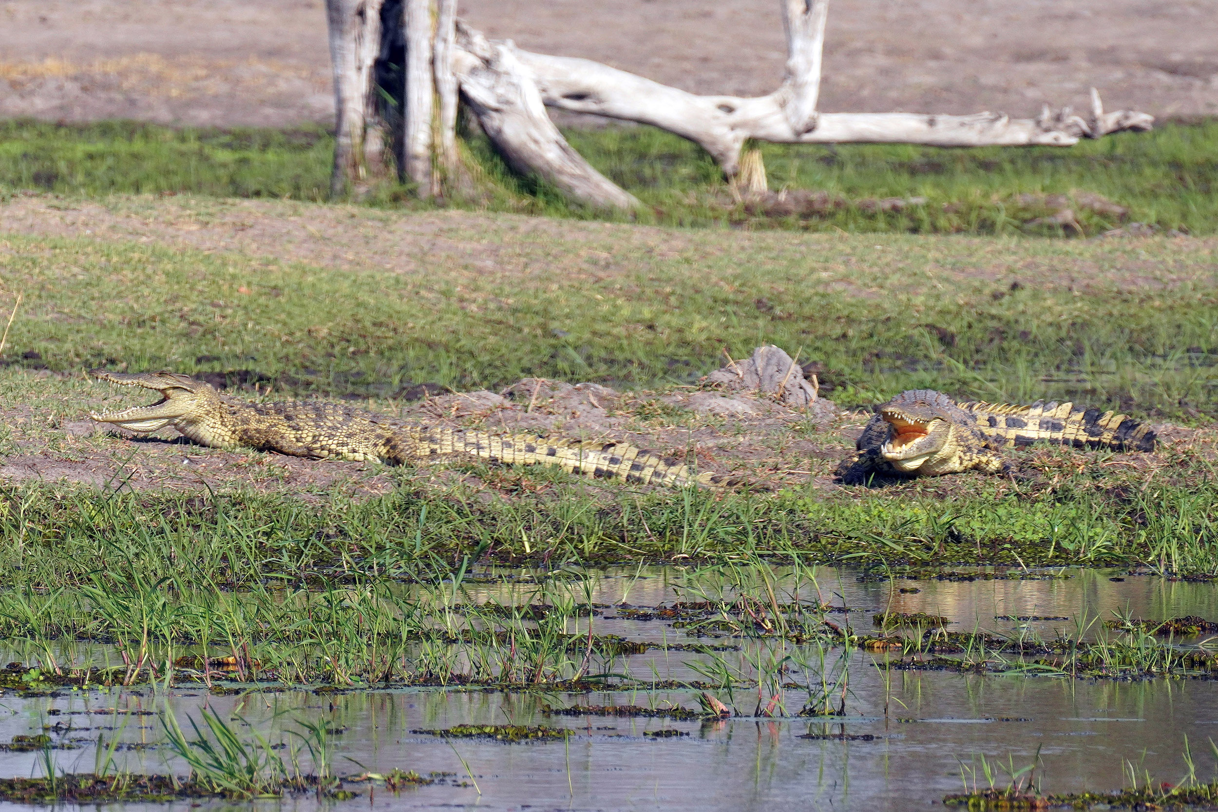 Moremi game reserve - Botswana