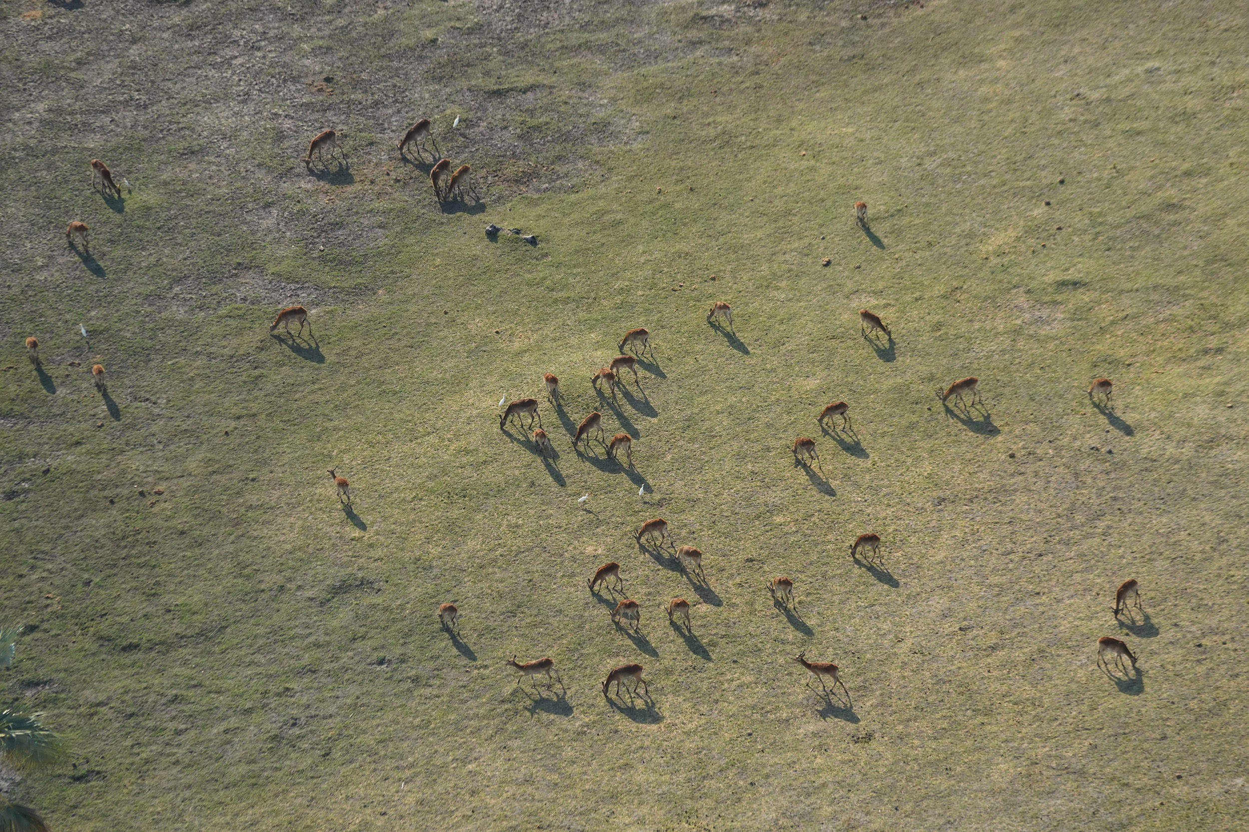 Delta de l'Okavango - Botswana