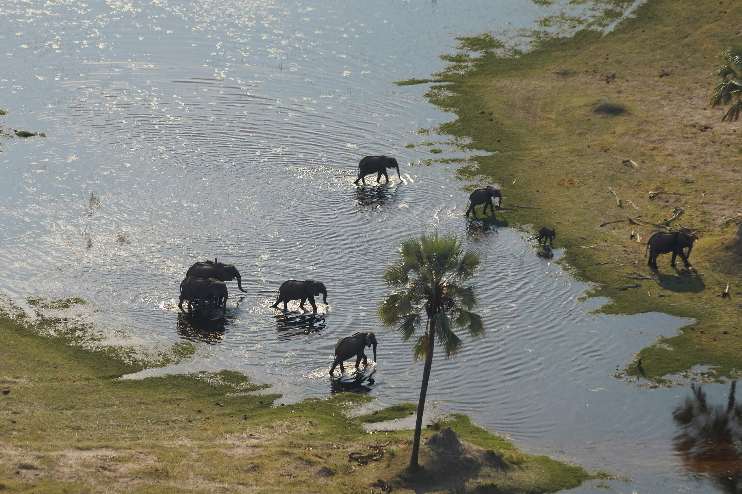 Delta de l'Okavango - Botswana
