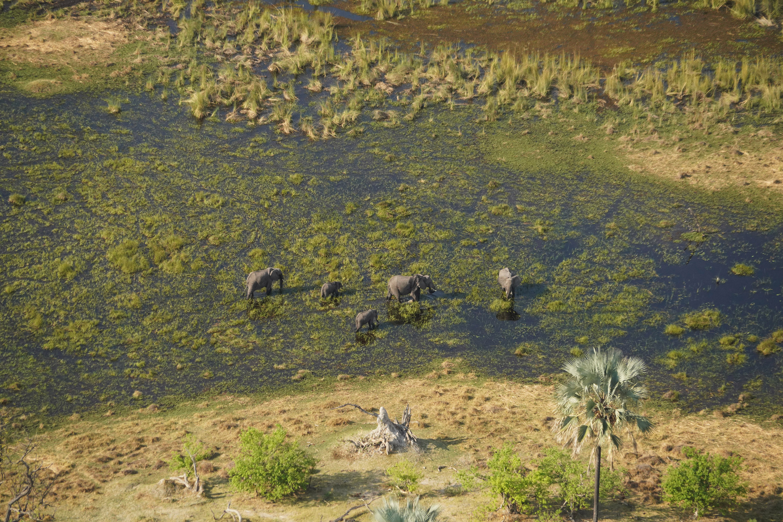 Delta de l'Okavango - Botswana