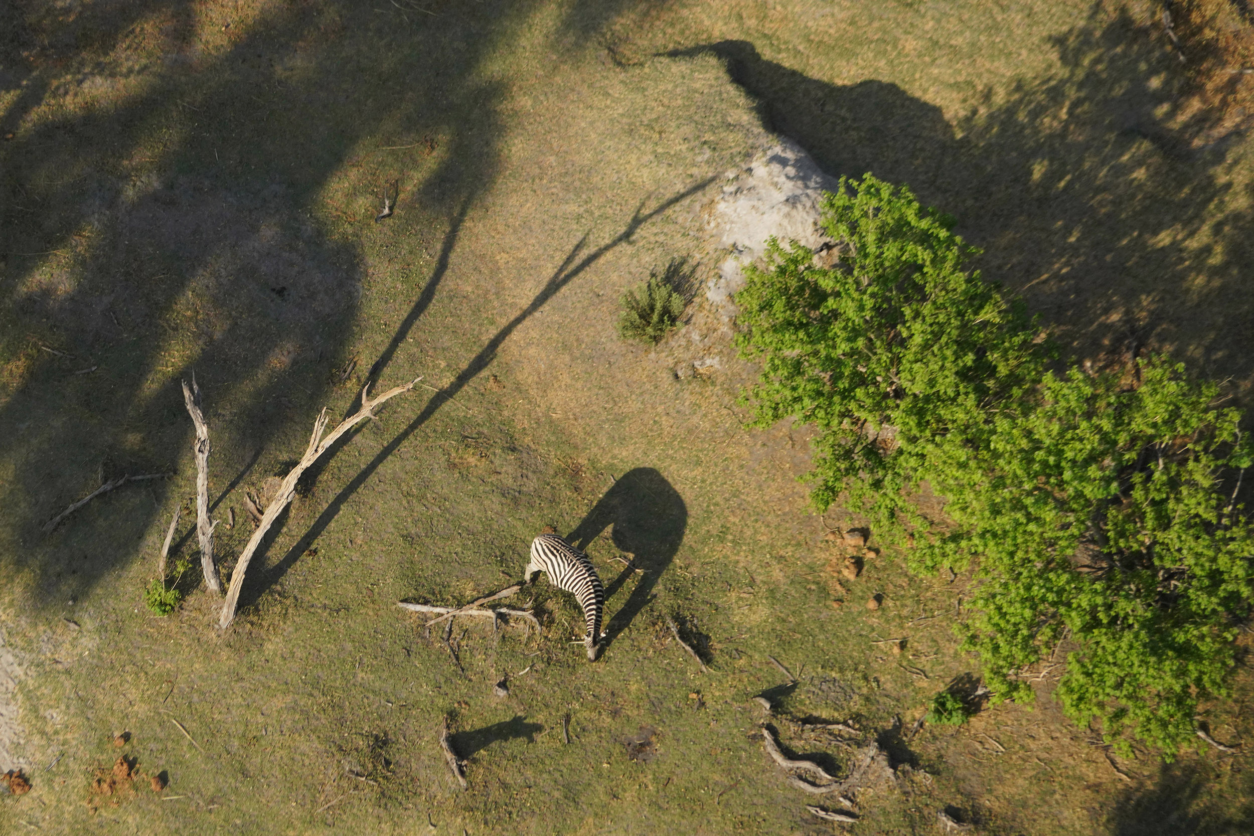 Delta de l'Okavango - Botswana