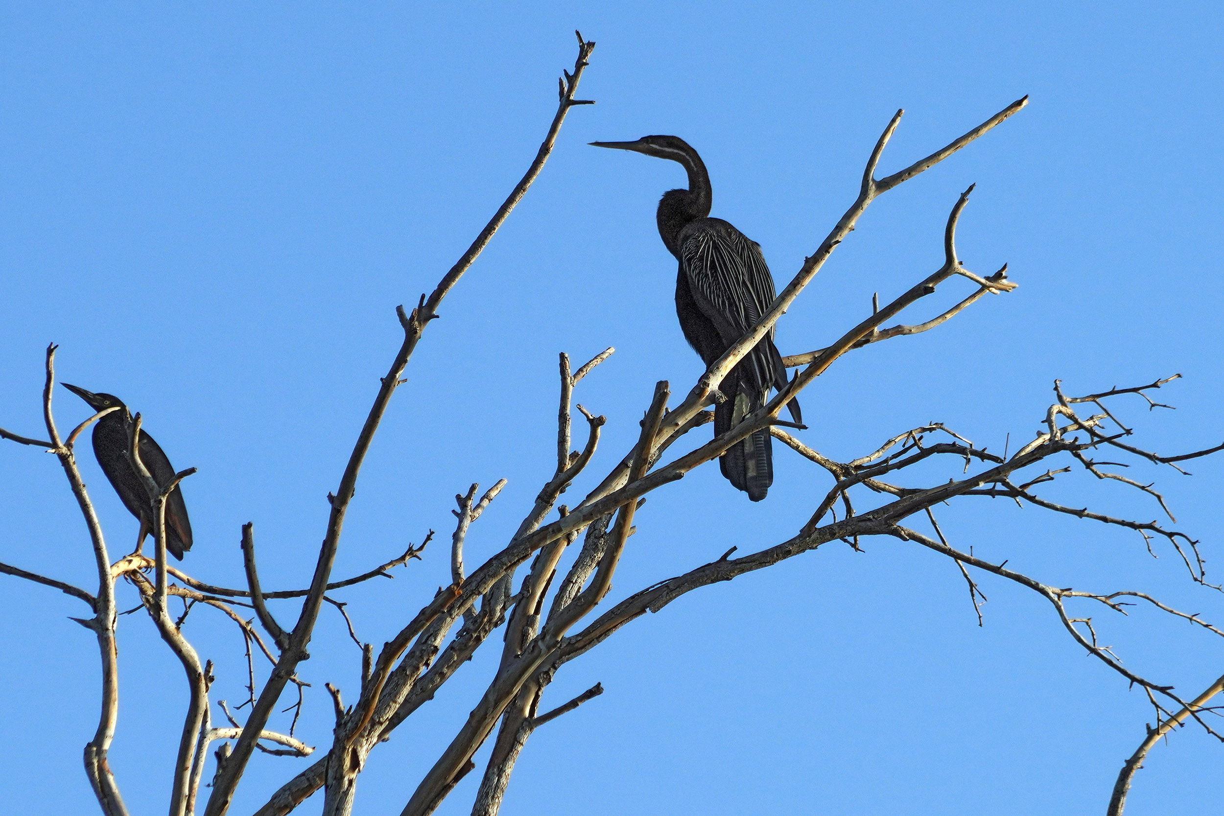 Entre Maun et Guma Lagoon- Botswana