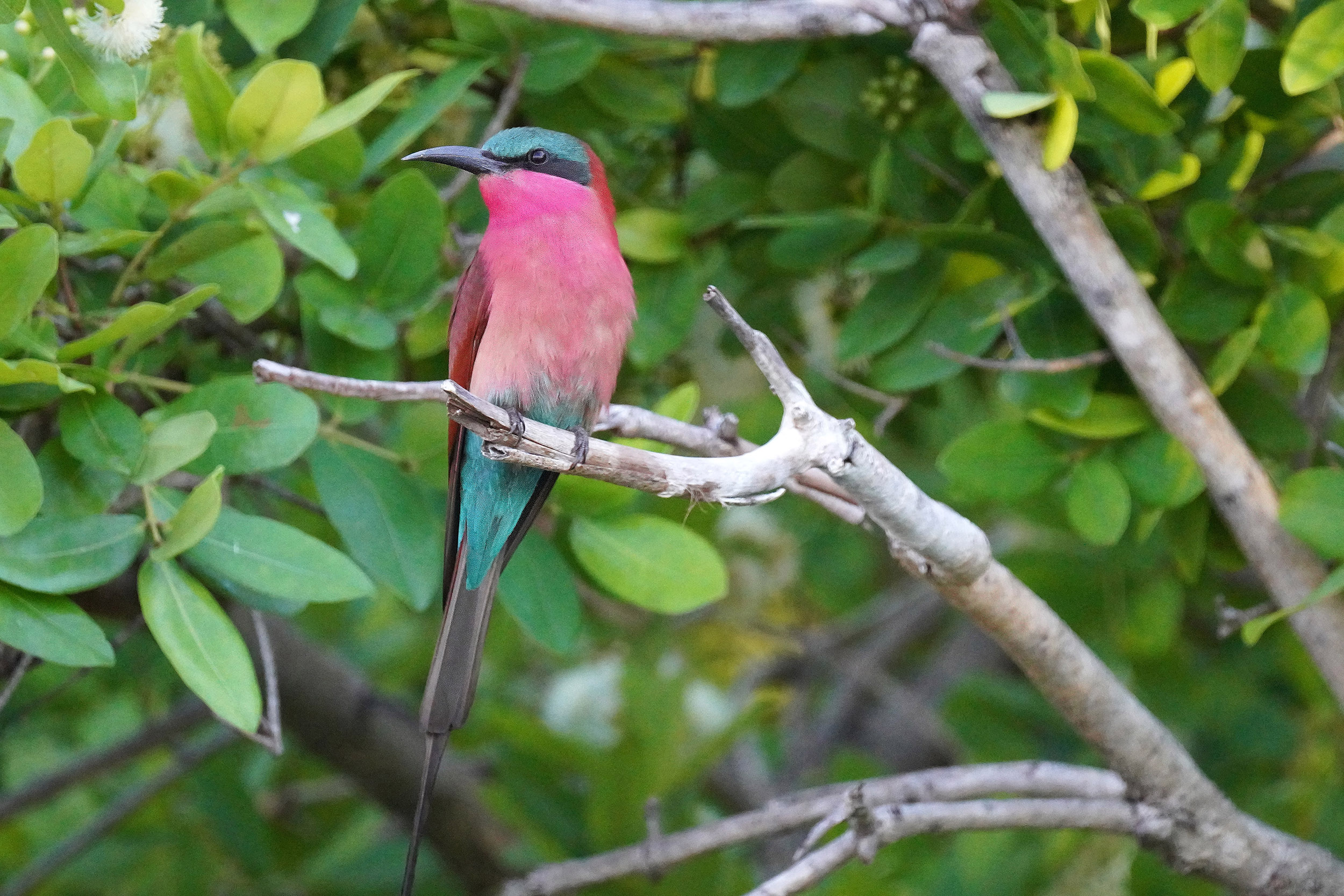 Guma Lagoon - Botswana