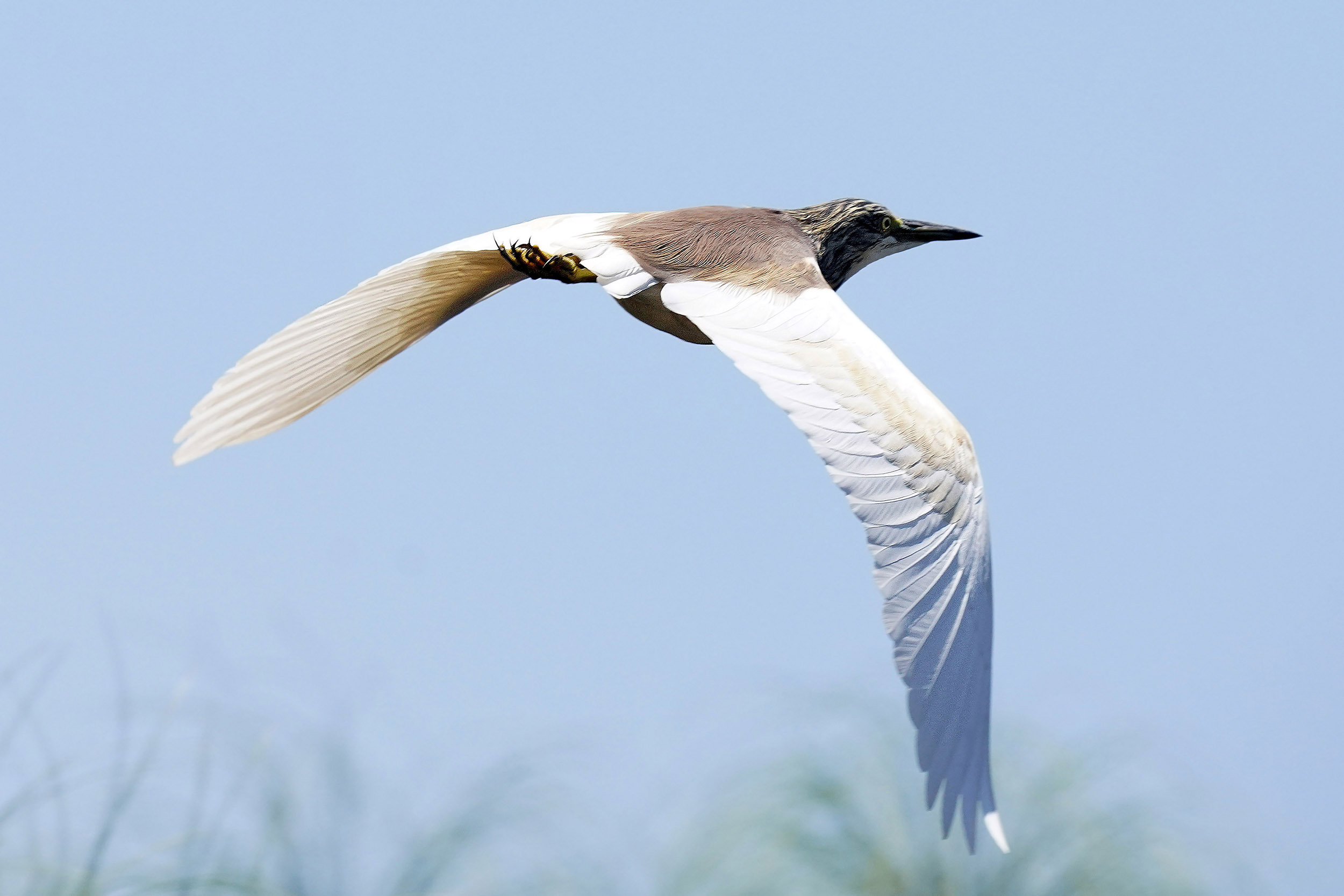 Guma Lagoon - Botswana