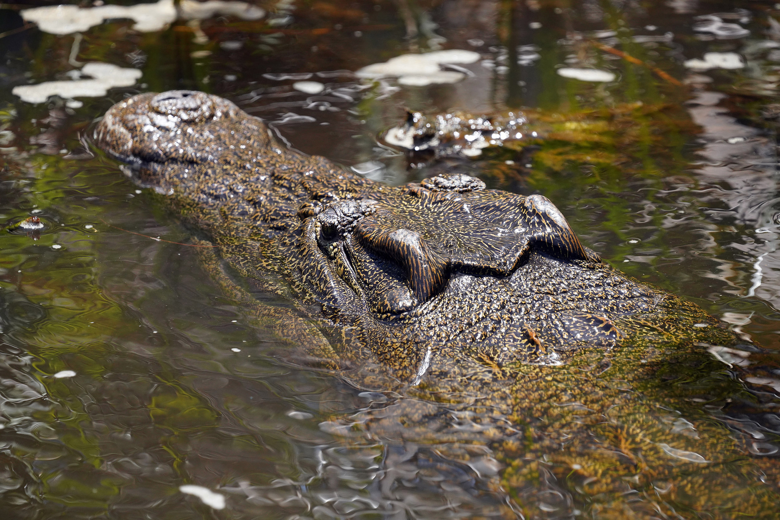 Guma Lagoon - Botswana