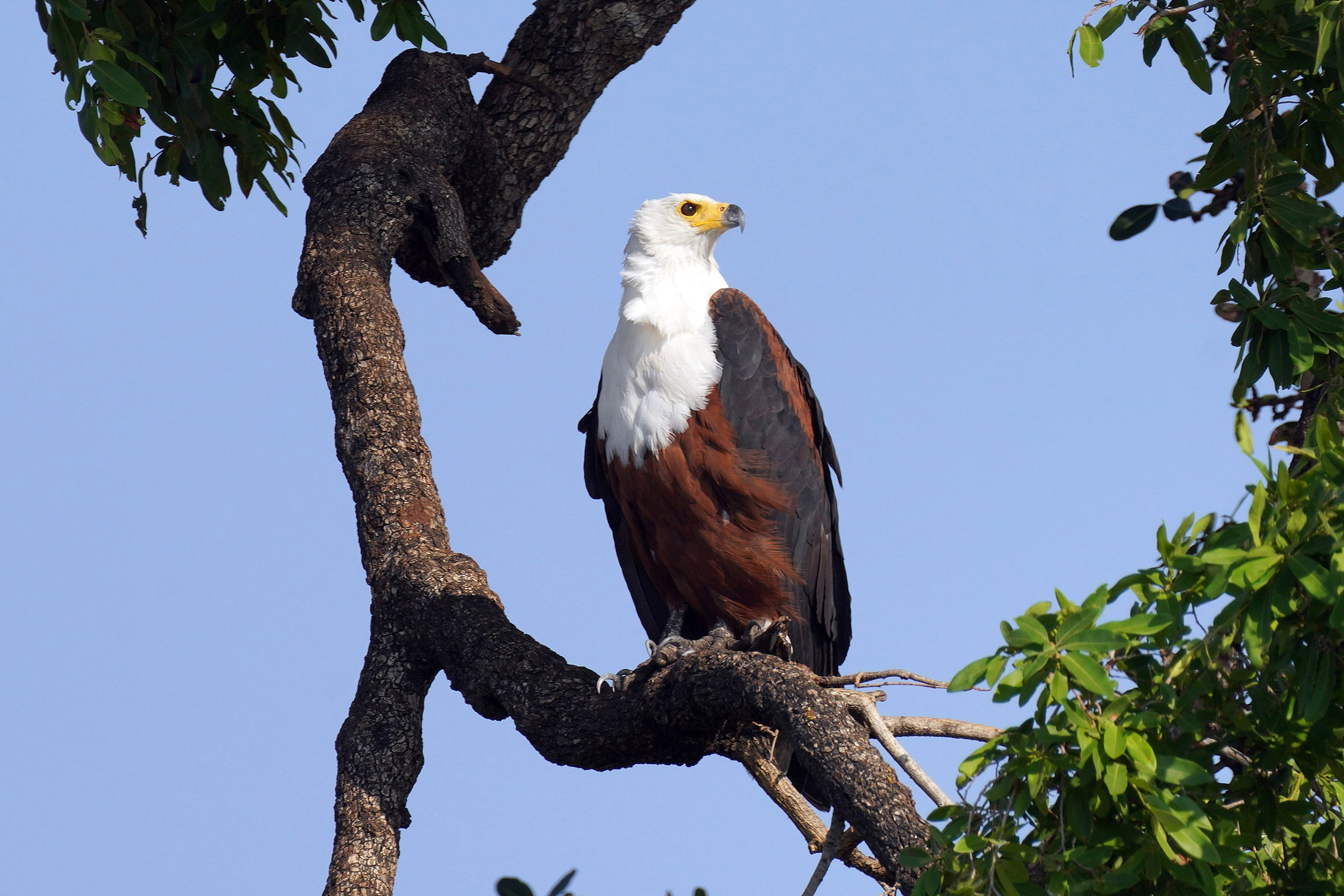 Parc national de Chobe - Botswana