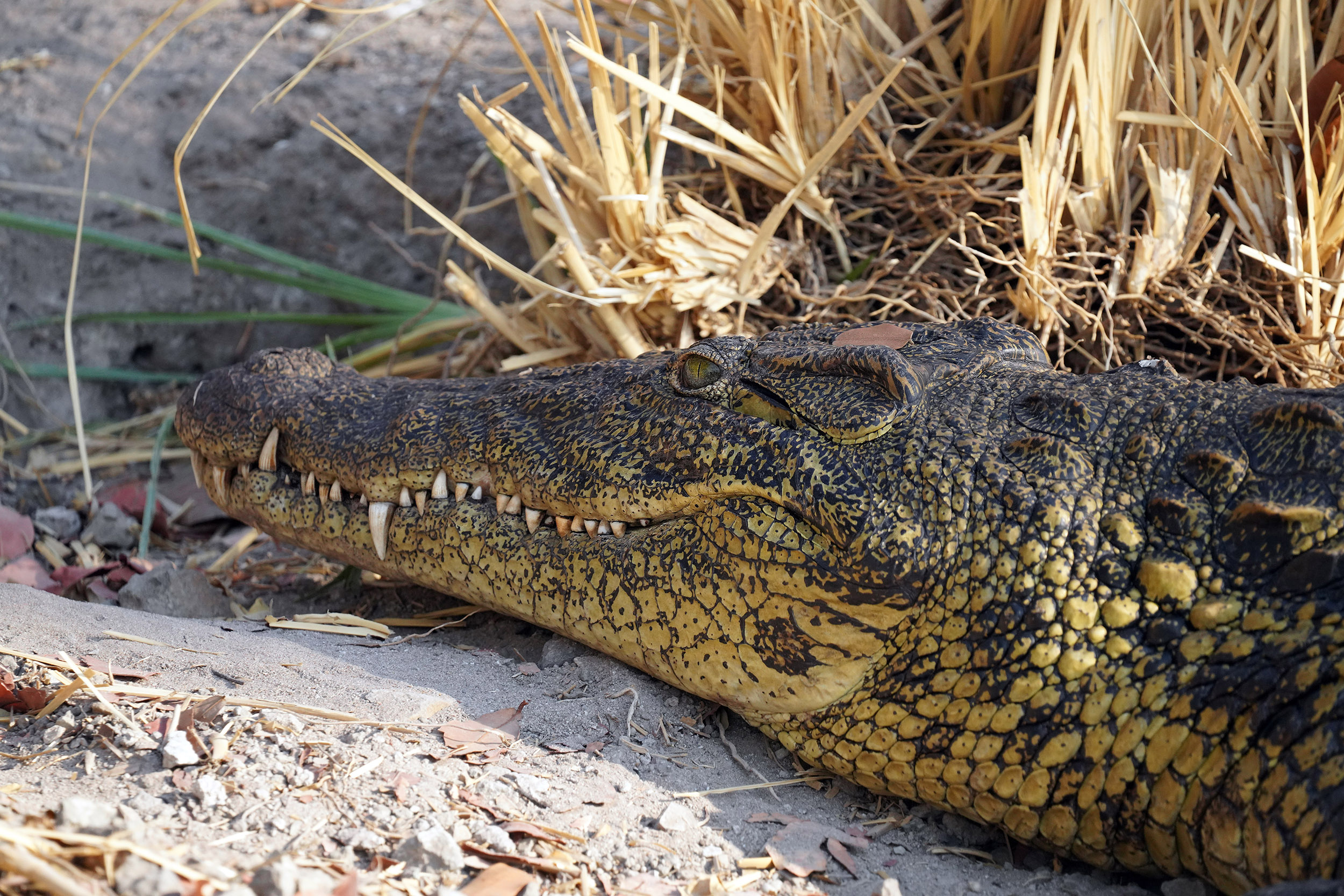 Parc national de Chobe - Botswana